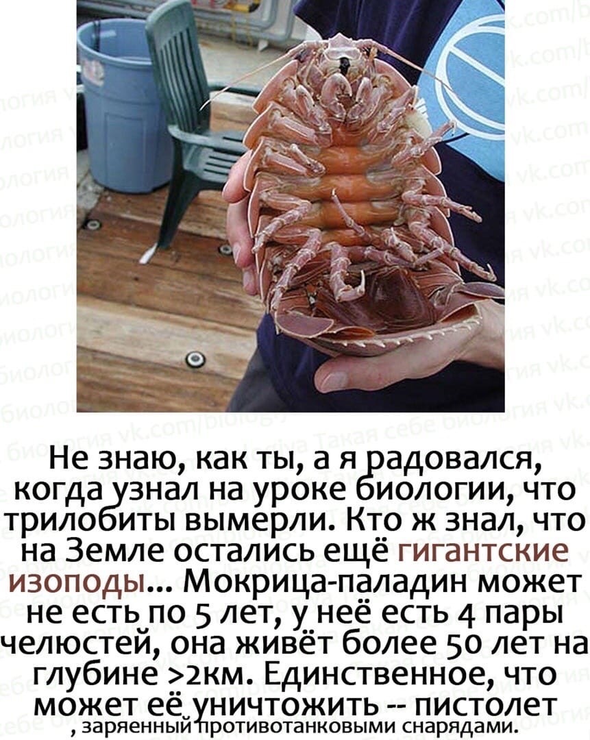 Trilobites - Trilobites, Biology, Giant isopod, Picture with text