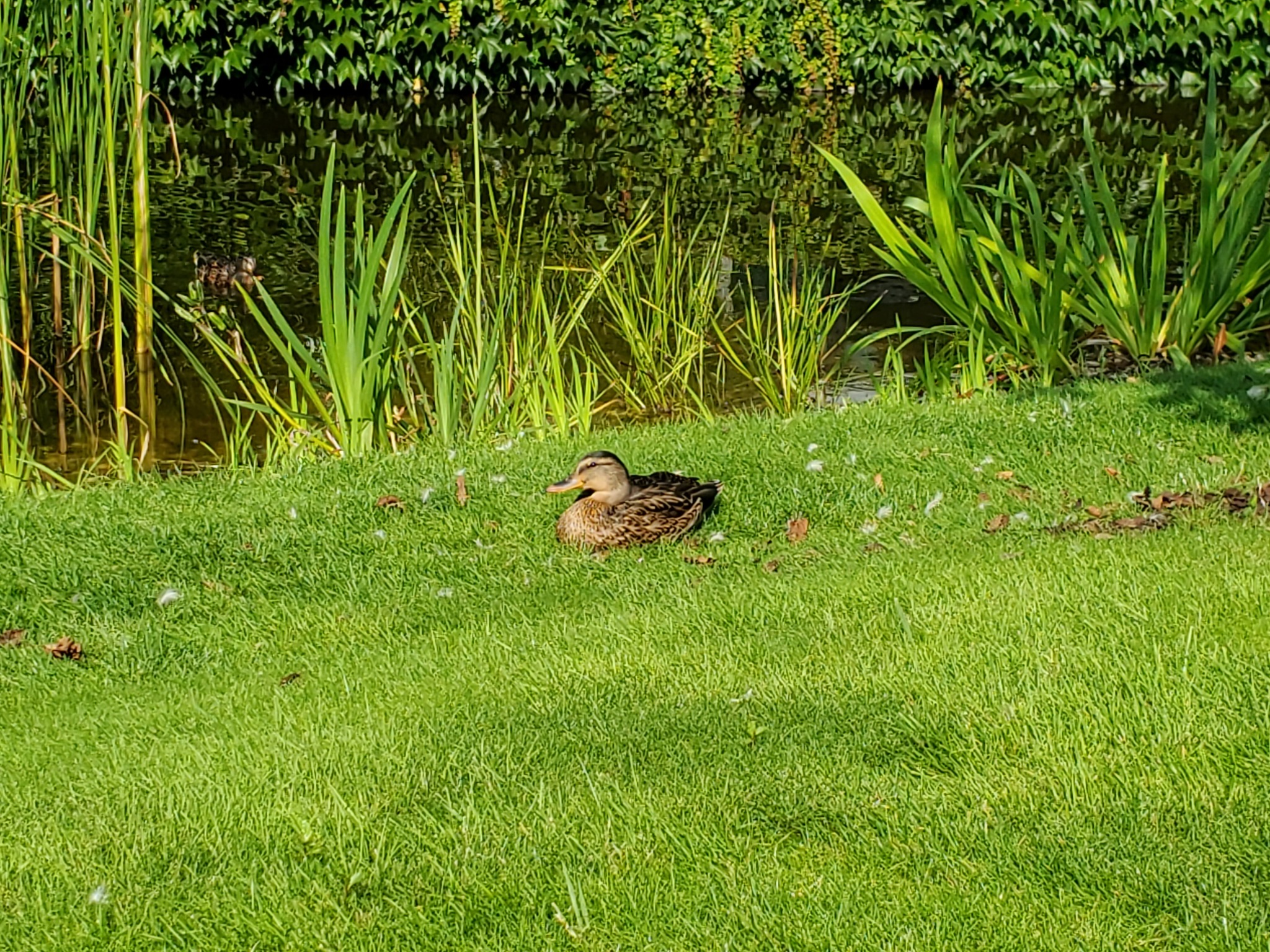 Astrologers have announced a week of longing for summer - My, Summer, Bike ride, Animals, Longpost