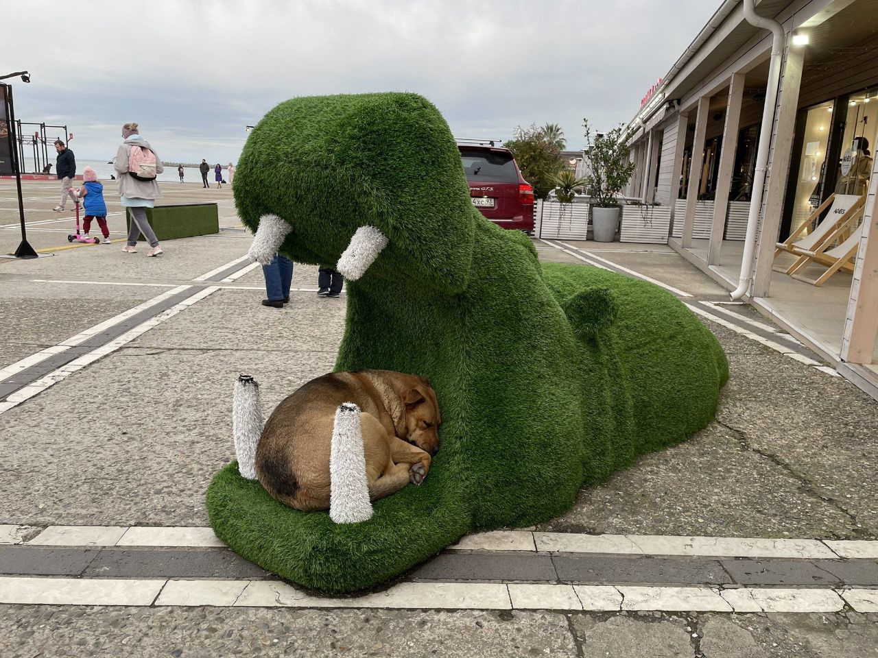 Circus trick with hippopotamus - The photo, Cosiness, Dog, Dream, hippopotamus, Sochi