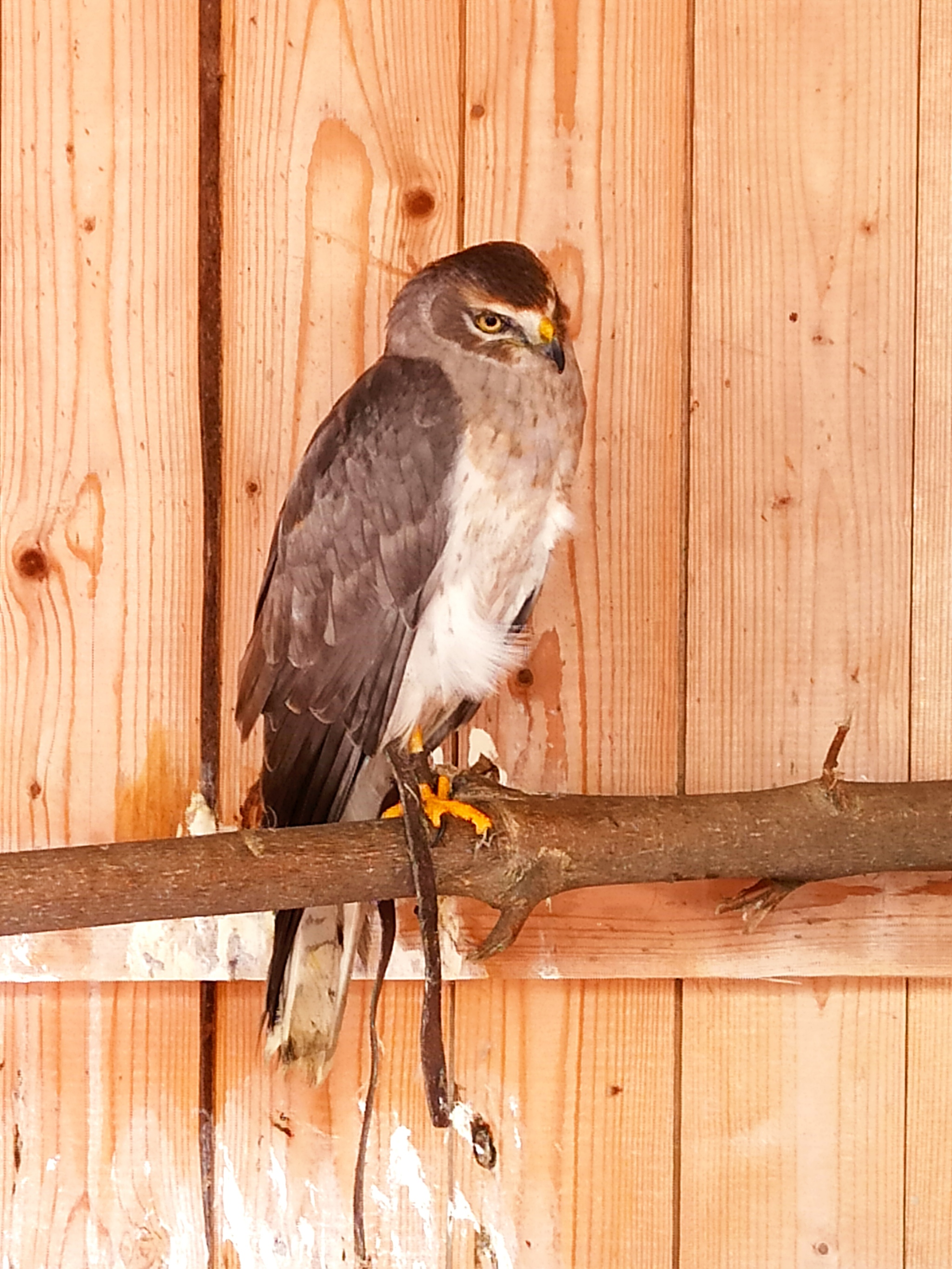 Moscow Ornitarium - My, Ornithology League, Birds, Longpost, Sokolniki, Ornitarius