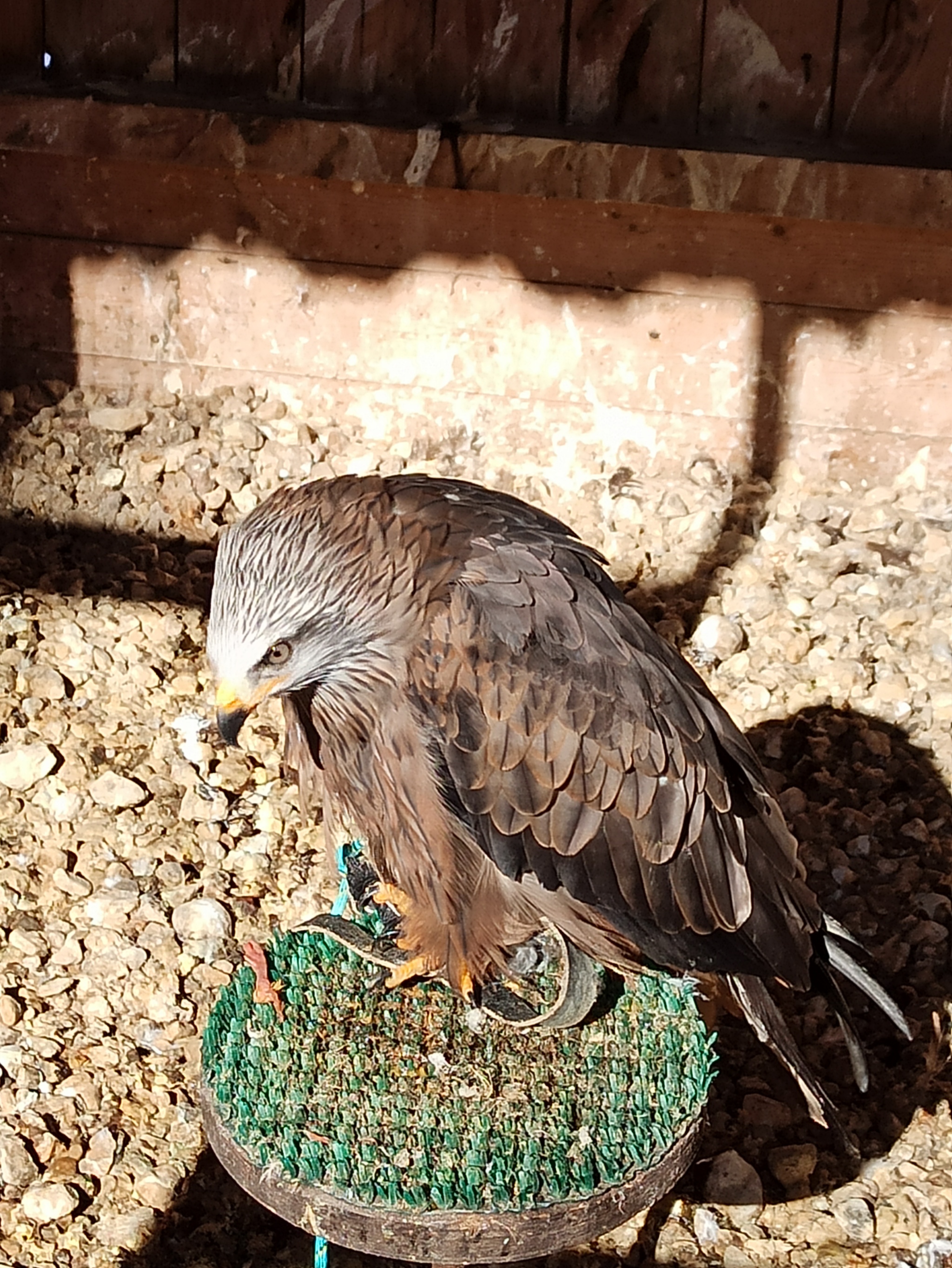 Moscow Ornitarium - My, Ornithology League, Birds, Longpost, Sokolniki, Ornitarius