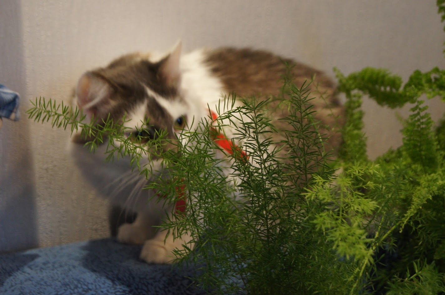 Cats under the grass. Under catnip, and not what you thought :) - cat, Animal shelter, Pets, Pet, In good hands, Is free, Homeless animals, Volunteering, The photo, Minsk, Republic of Belarus, Longpost