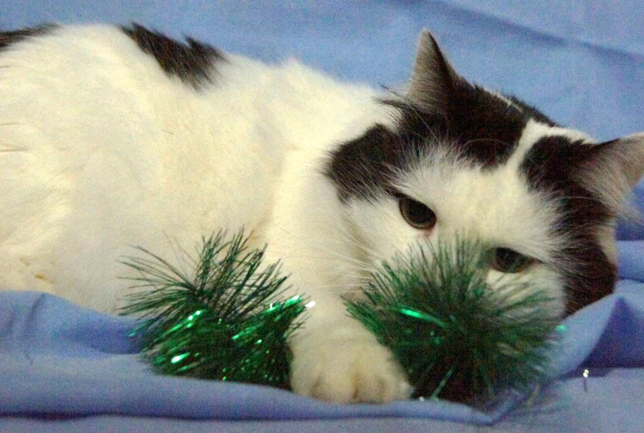 Cats under the grass. Under catnip, and not what you thought :) - cat, Animal shelter, Pets, Pet, In good hands, Is free, Homeless animals, Volunteering, The photo, Minsk, Republic of Belarus, Longpost