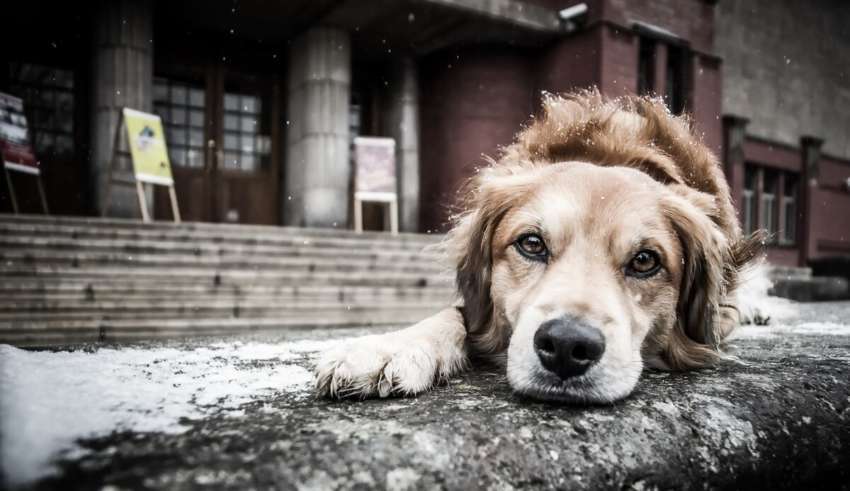 It's a dog's business. A mongrel killer was sentenced in Novokuznetsk - Novokuznetsk, Society, Longpost, Animal abuse, Flailing, Killing an animal, Dog, Court, Sentence, Negative