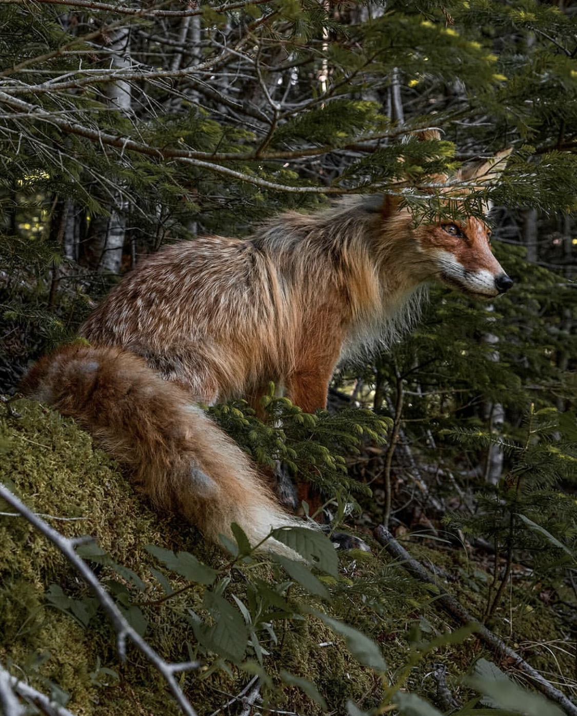 Fox-beauty - Fox, wildlife, Sakhalin, The photo, Sakhalin Region, Forest