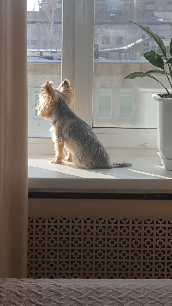 My little dog is basking in the sun - My, Dog, Window, Pets