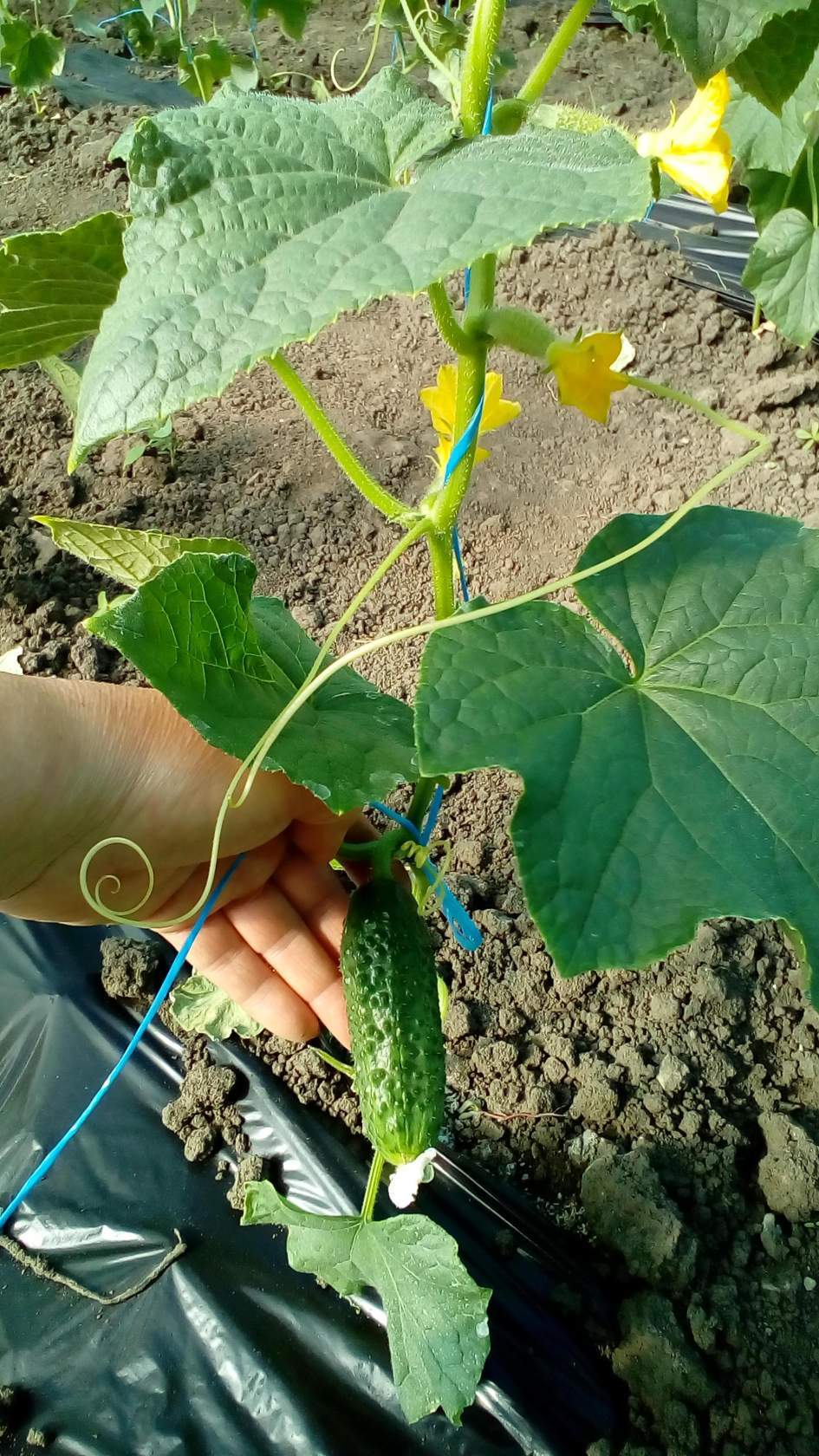 Spring and summer in the greenhouse and garden. Rostov region - Garden, Greenhouse, Longpost, Cucumbers