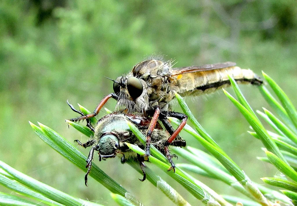 Giant Ktyr: The elite of combat aviation among insects. Hunter of hornets and wasps - Insects, Yandex Zen, Animals, Longpost