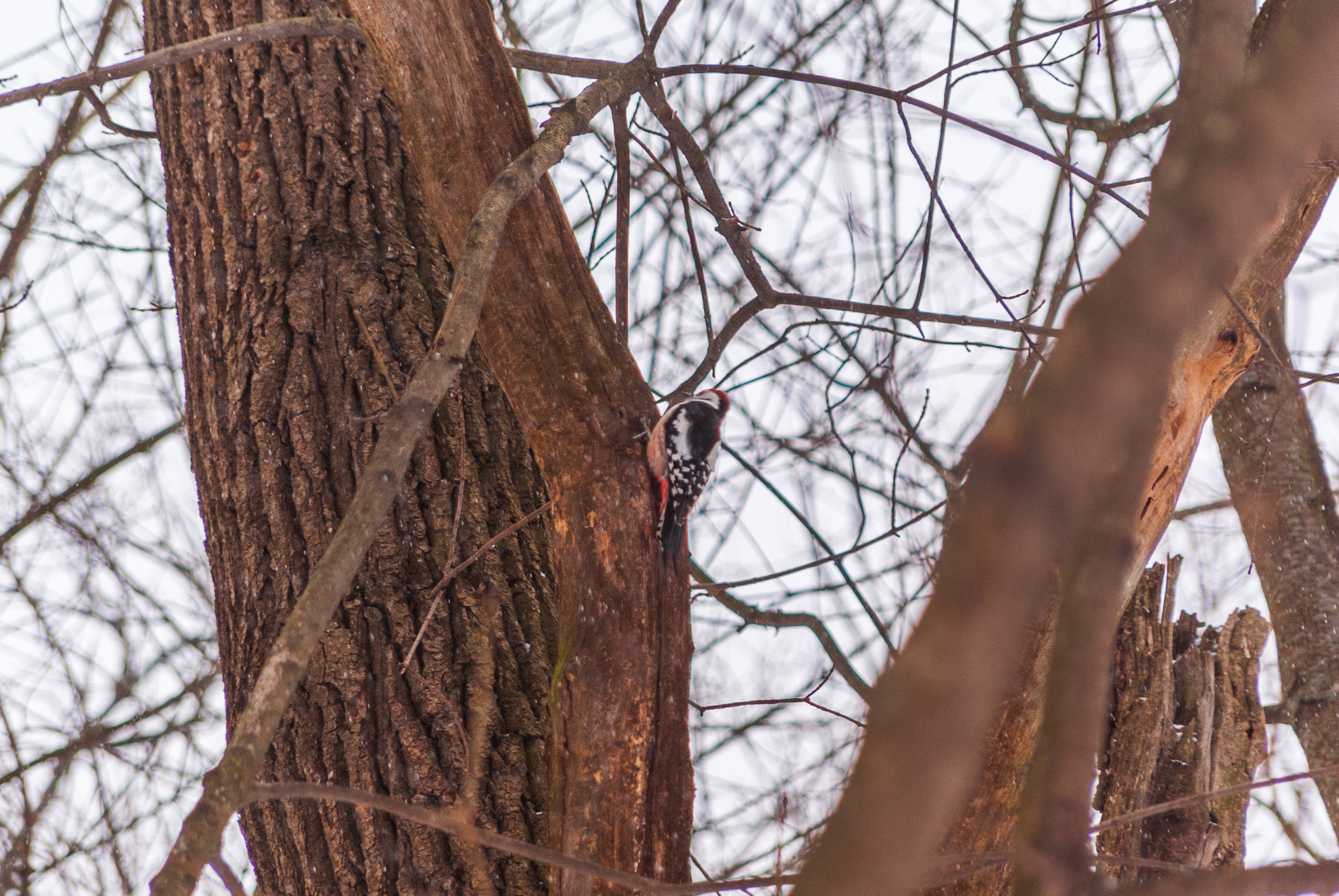 Birds of the Moscow region - My, The photo, Birds, Moscow region, Longpost