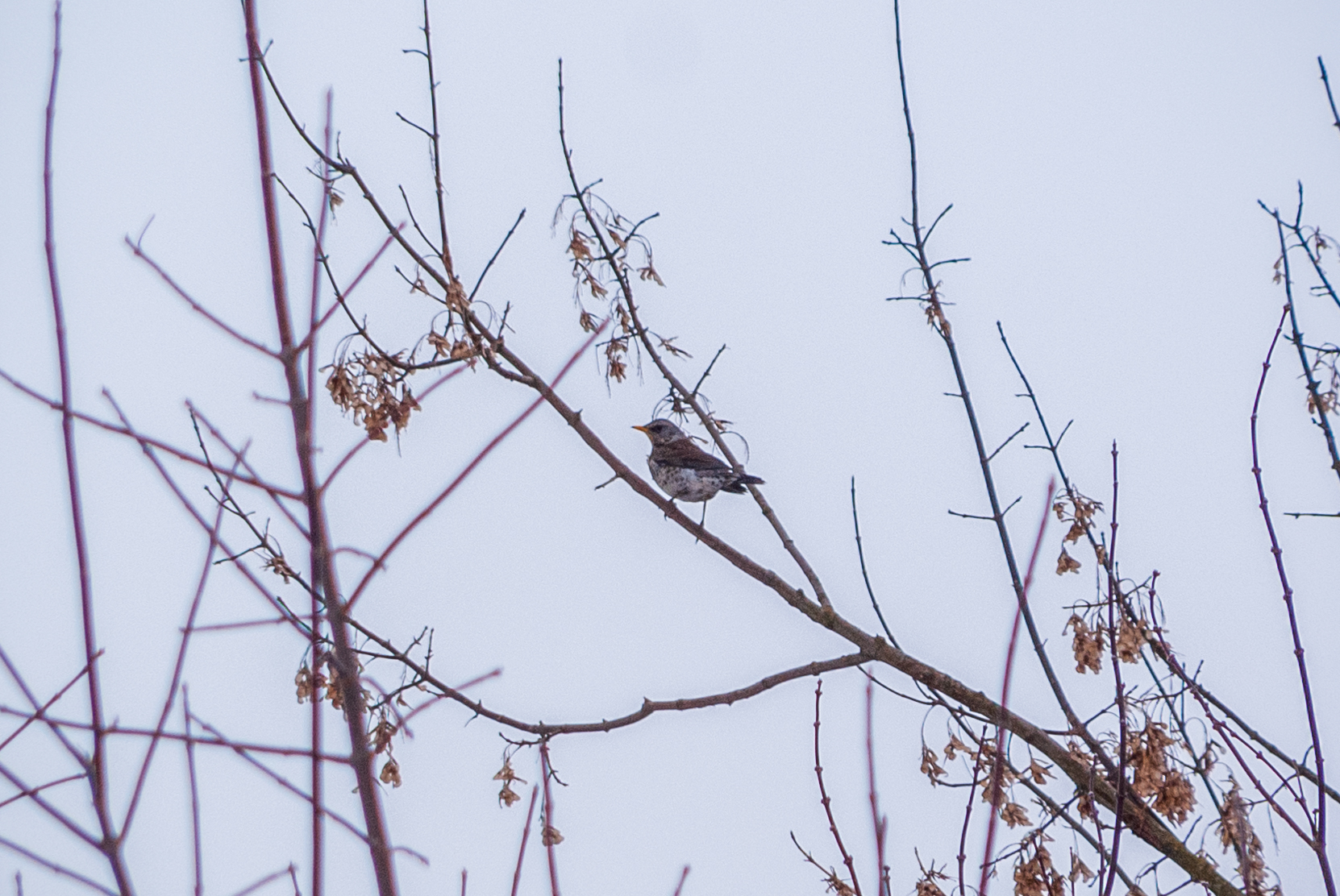 Birds of the Moscow region - My, The photo, Birds, Moscow region, Longpost