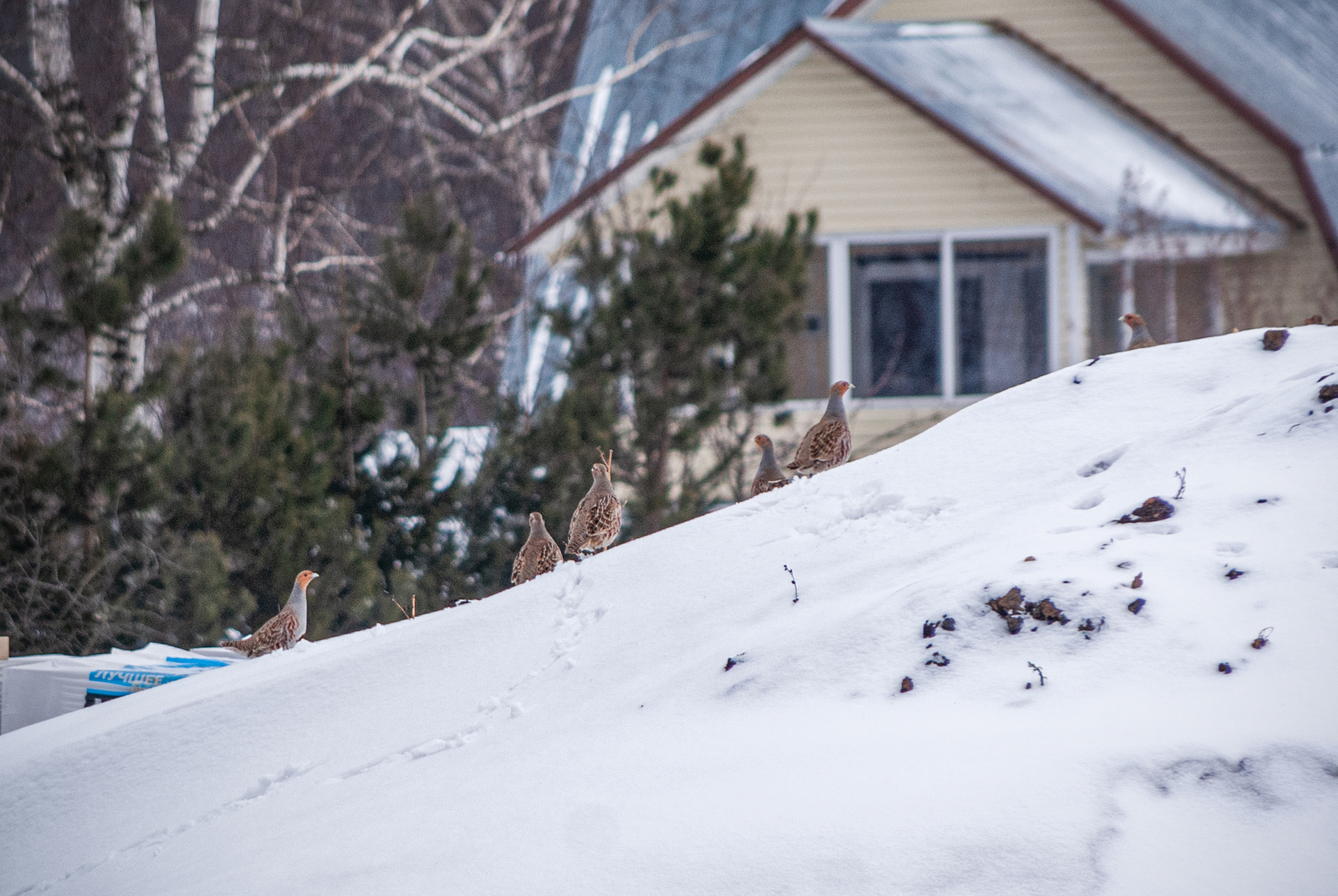 Birds of the Moscow region - My, The photo, Birds, Moscow region, Longpost