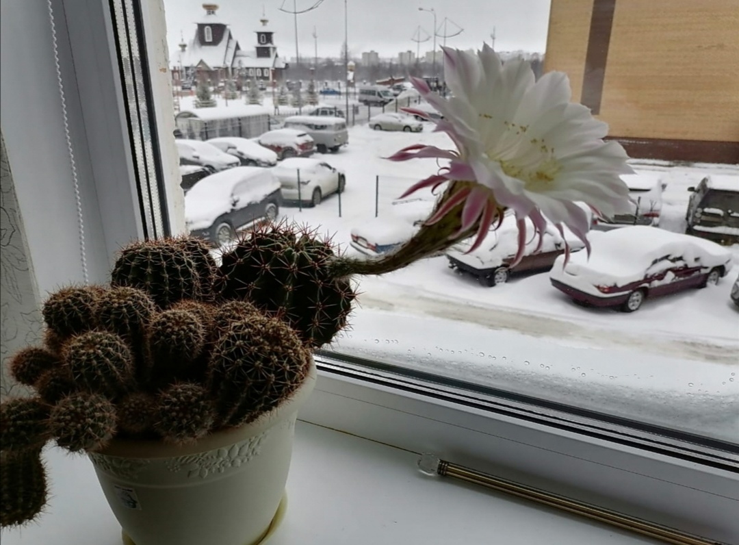 Cactus - My, Cactus, Blooming cacti, Flowers