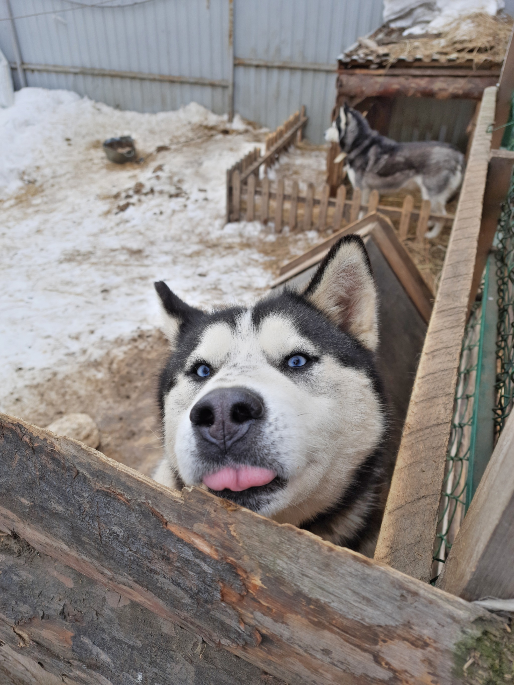 Hi, friend! :) - My, Russia, Novosibirsk, Photographer, Dog, Animals, Contact zoo, Zoo, Video, Longpost