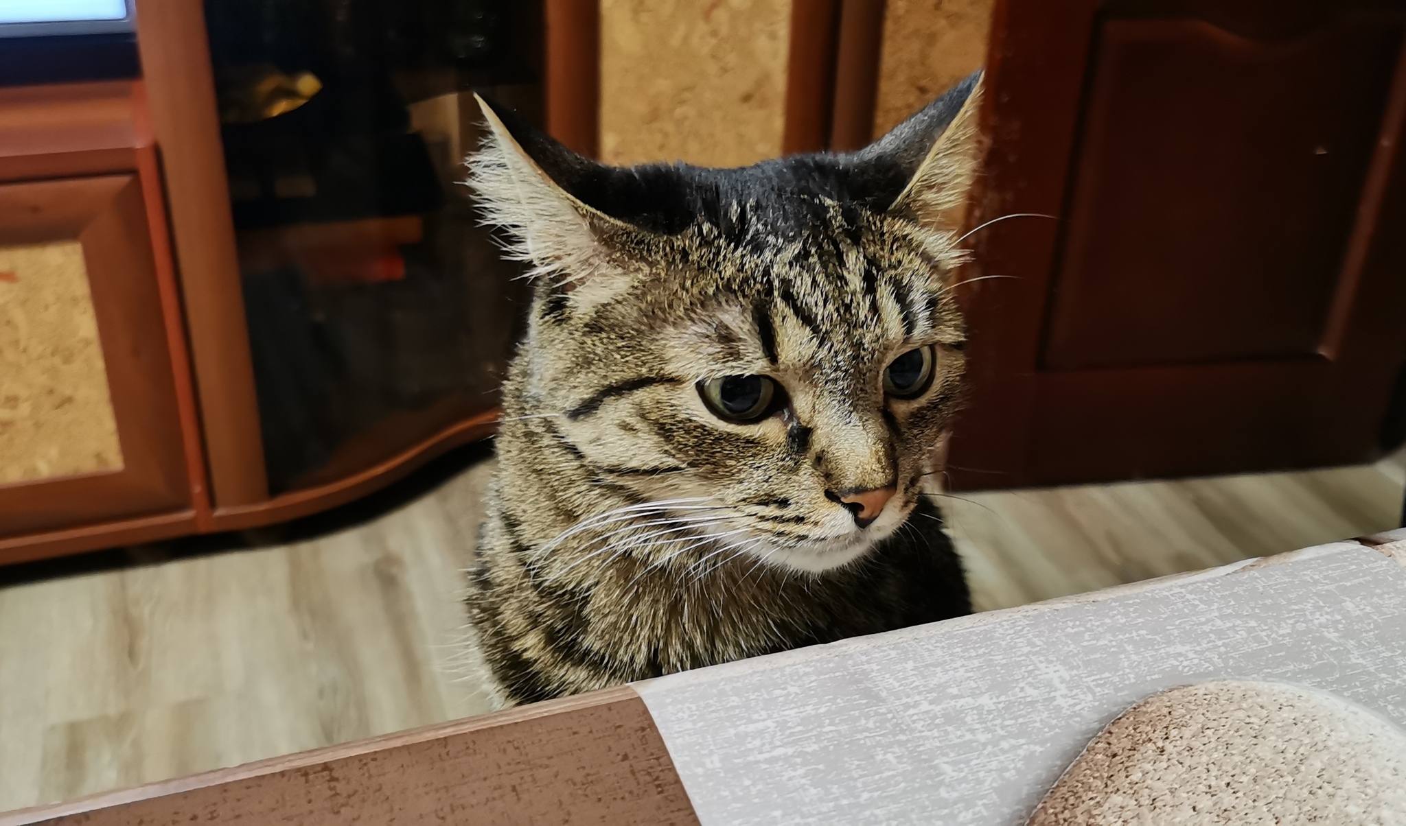 When the rolls weren't shared - My, cat, Sadness, Not shared, Pets, Longpost