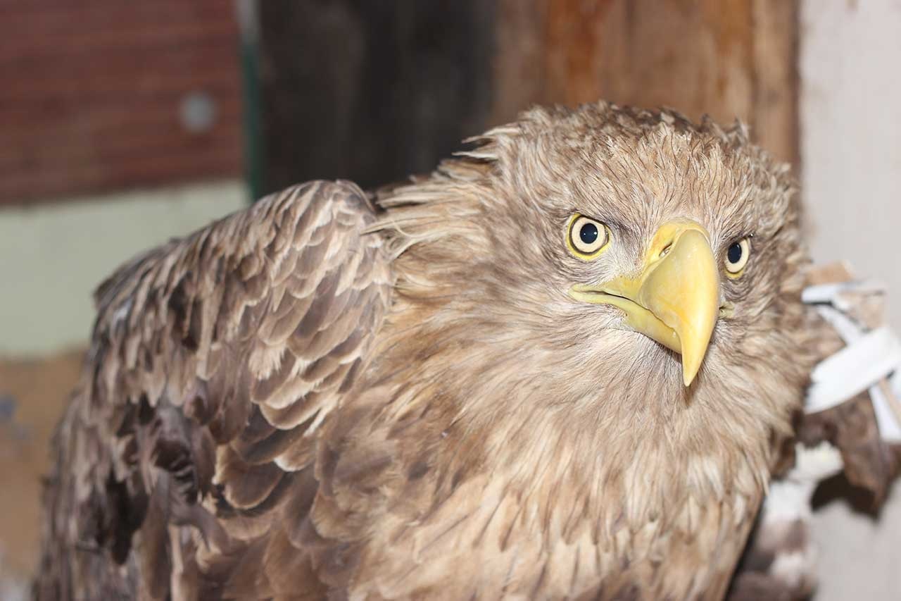 On a bird's rights: the bird shelter was evicted from its “habitated” place - Birds, Shelter, Animals, Volunteering, news, Help, Owl, Court, Longpost