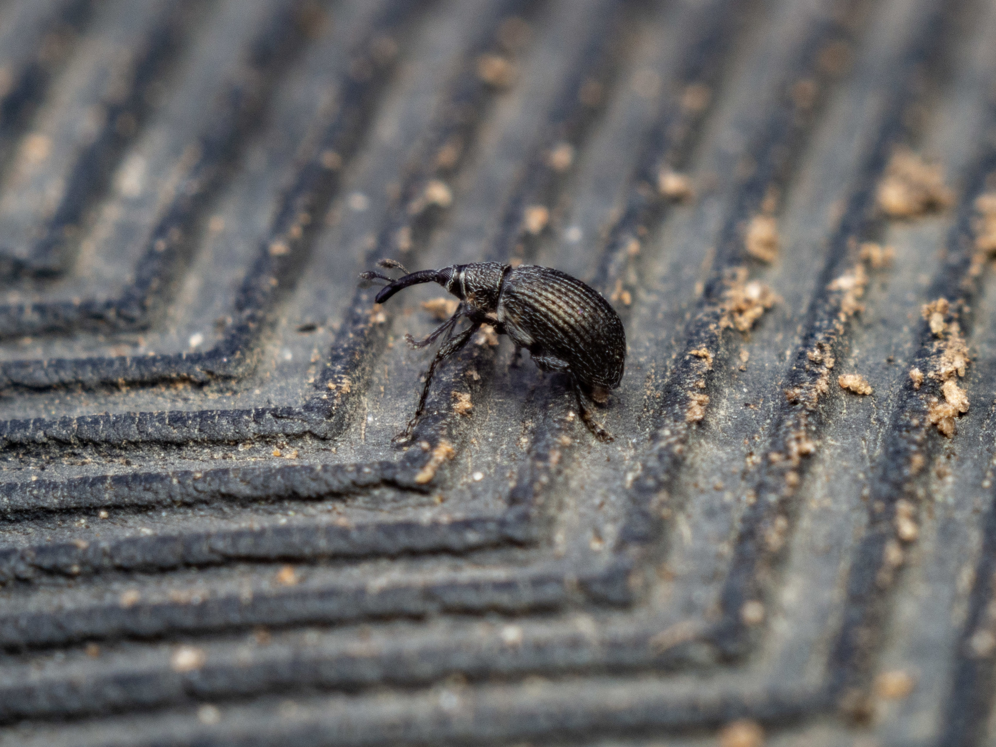 Another weevil... In my gallery. Filmed at a summer cottage in the summer of 2020 - My, Olympus OMD em-10 Mark II, Photographer, Macro photography, Weevil, Moscow region, Olympus, Industar, Insects