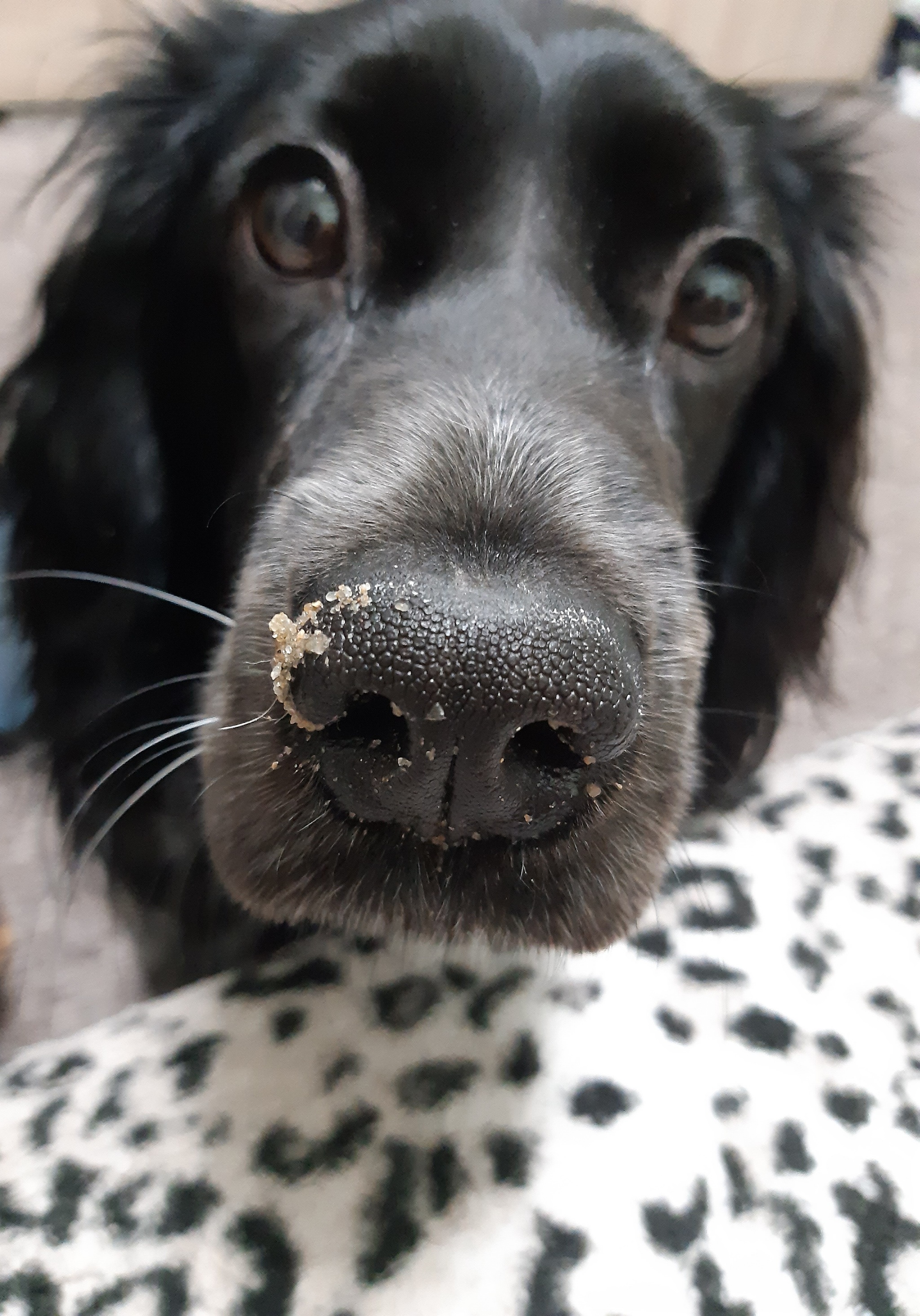 Curious nose - My, Nose, The photo, Curiosity, Pets, Russian spaniel, Dog