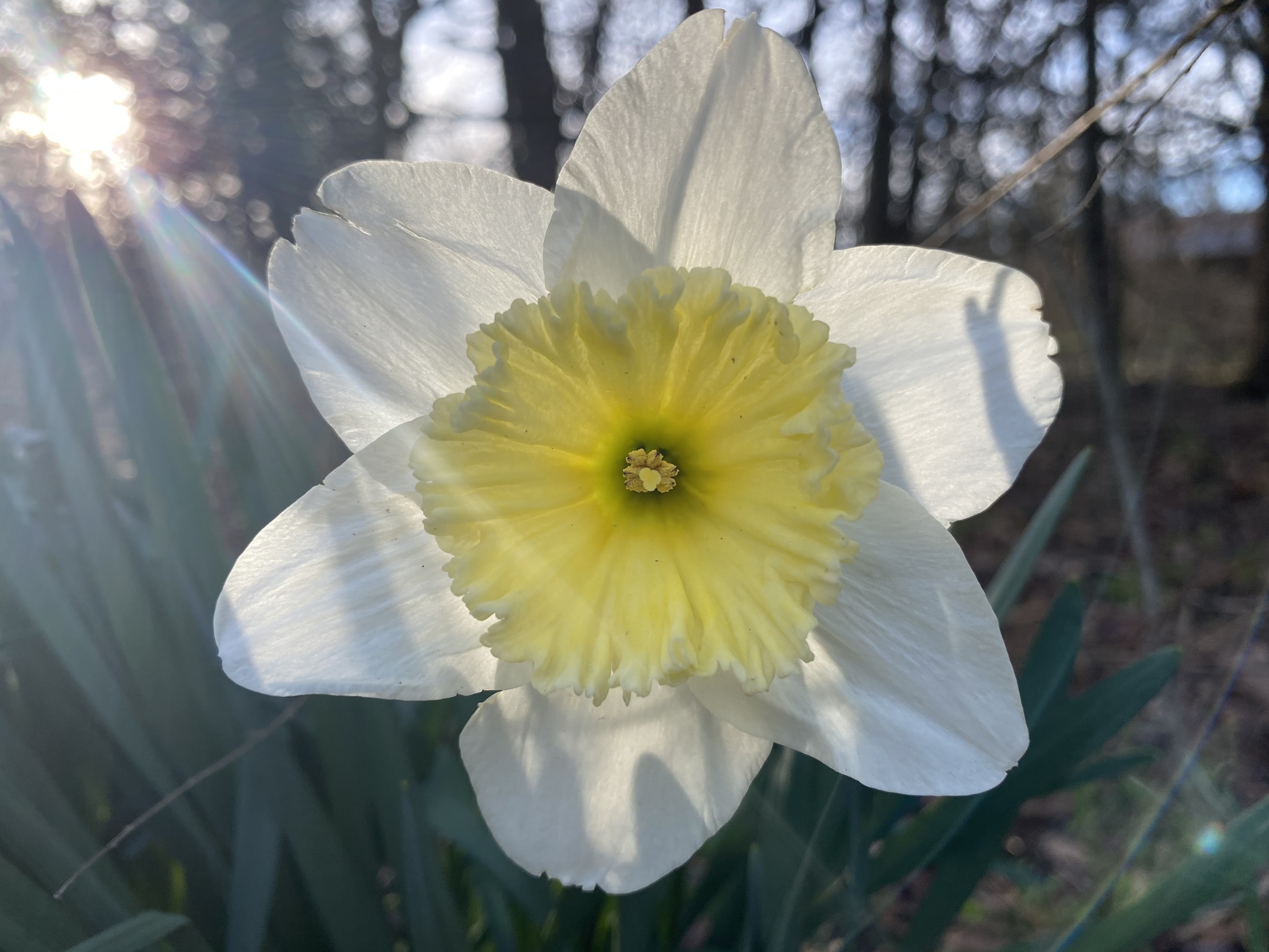 Spring photos from the garden - My, Garden, Flowers, Gardening, Video, Longpost