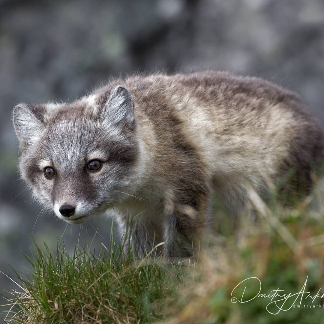 Young hunter! - Fox, Arctic fox, Puppies, Fox cubs, Longpost, Animals