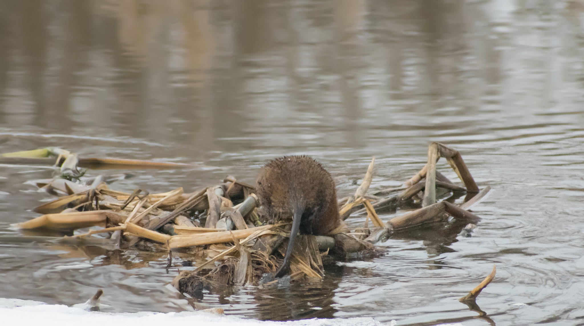 Opening of the season on Klyazma - My, Klyazma, Muskrat, River, Spring, Photo hunting, Rodents, Video, Longpost