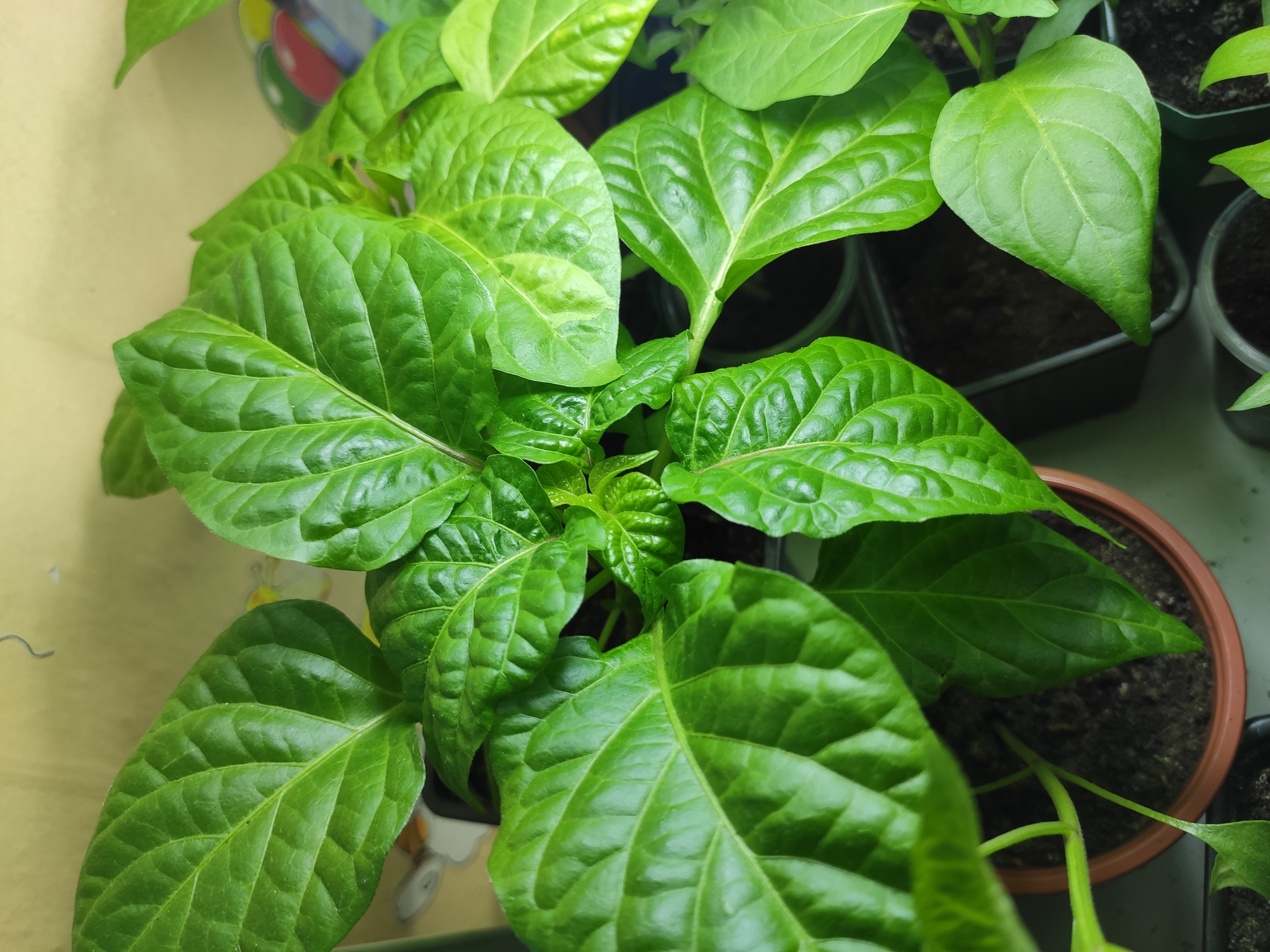 What is this pepper disease? - Hot peppers, Vegetable garden on the windowsill, Longpost