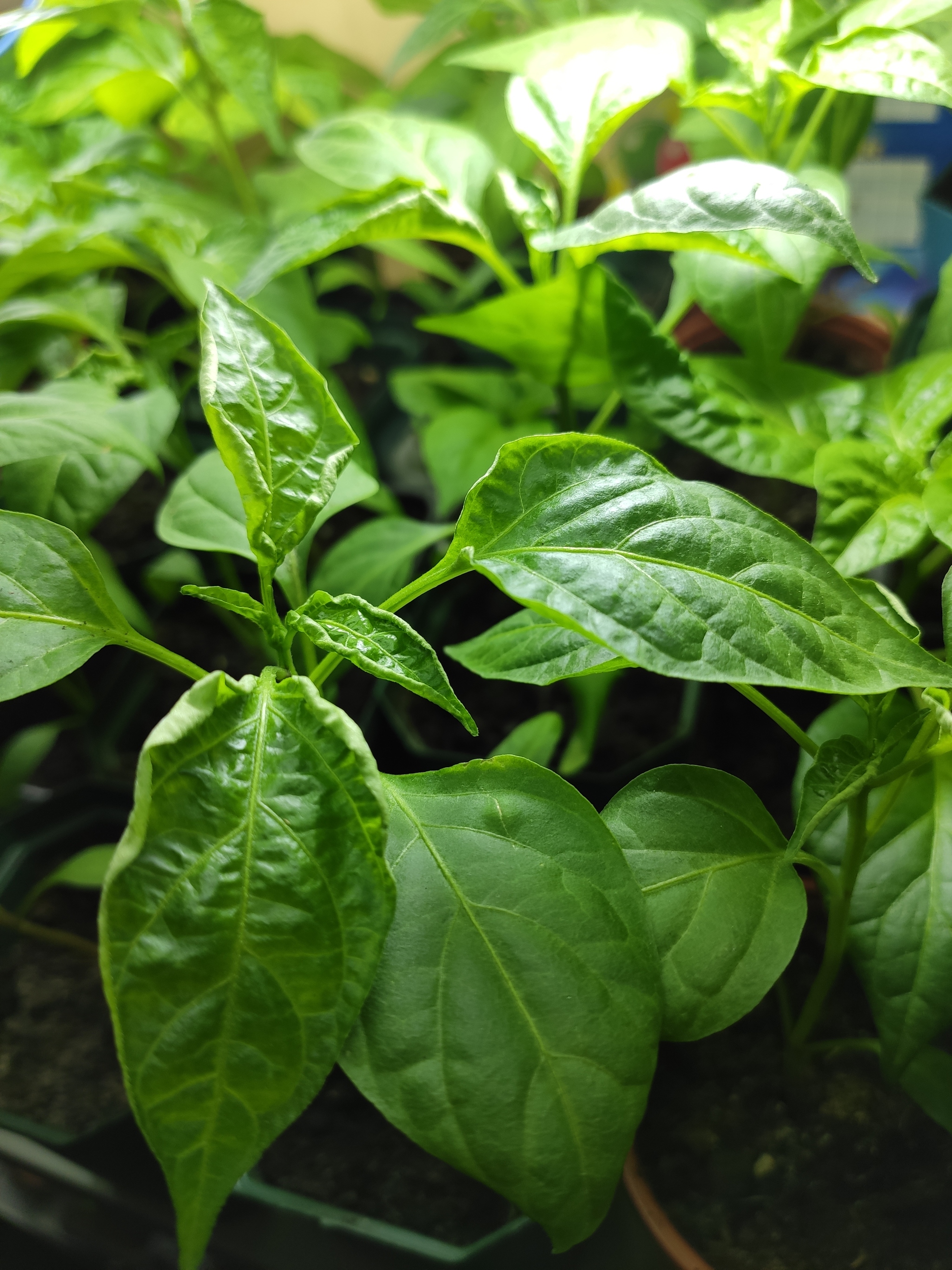 What is this pepper disease? - Hot peppers, Vegetable garden on the windowsill, Longpost