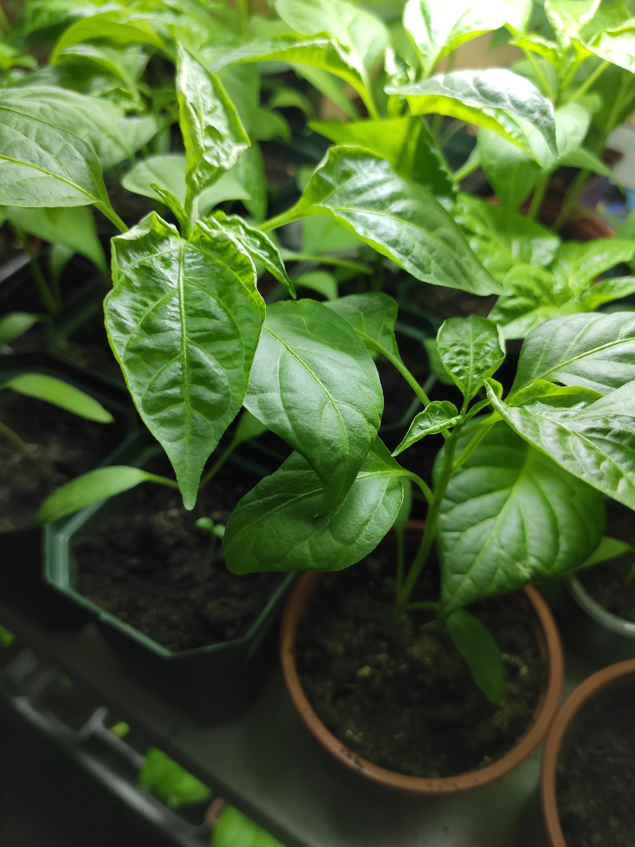 What is this pepper disease? - Hot peppers, Vegetable garden on the windowsill, Longpost