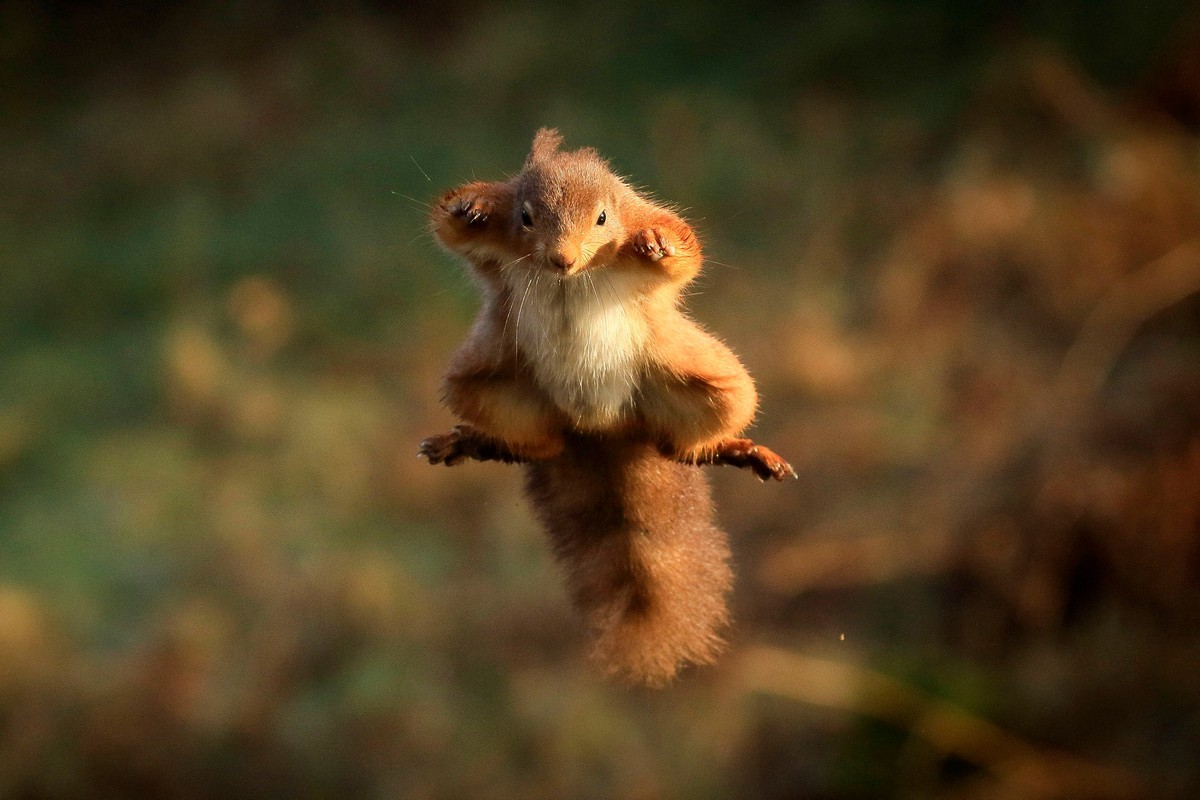 Almost flying squirrel :) - Milota, Squirrel, Animals