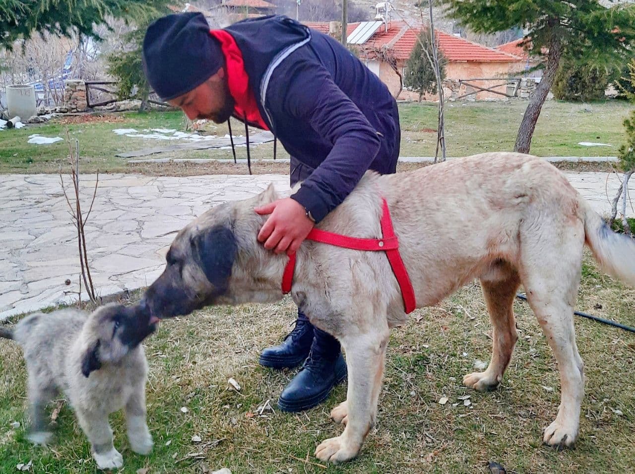 Эта собака победит волка? Узнала 5 особенностей породы турецкий кангал - Моё, Собака, Турция, Путешествия, Кангал, Длиннопост