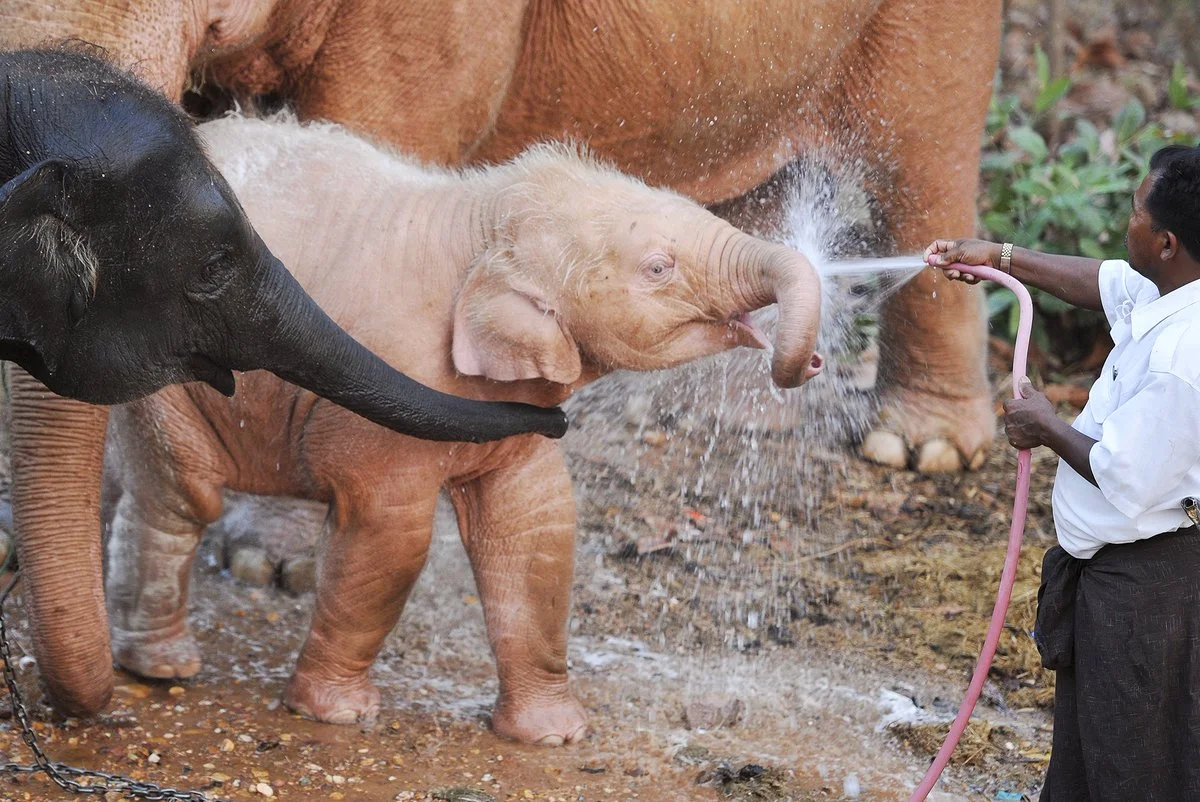 What color mutations are there besides albinos? Photos and descriptions of mutations - Mutation, Animals, Yandex Zen, Animal book, Longpost, Zoology