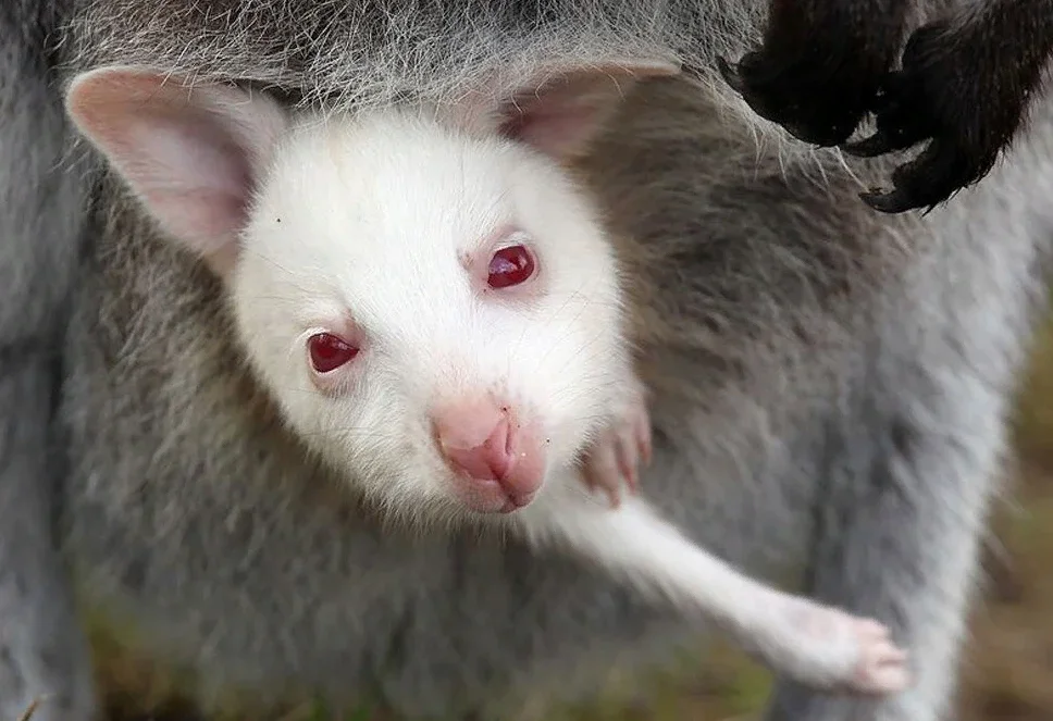 What color mutations are there besides albinos? Photos and descriptions of mutations - Mutation, Animals, Yandex Zen, Animal book, Longpost, Zoology