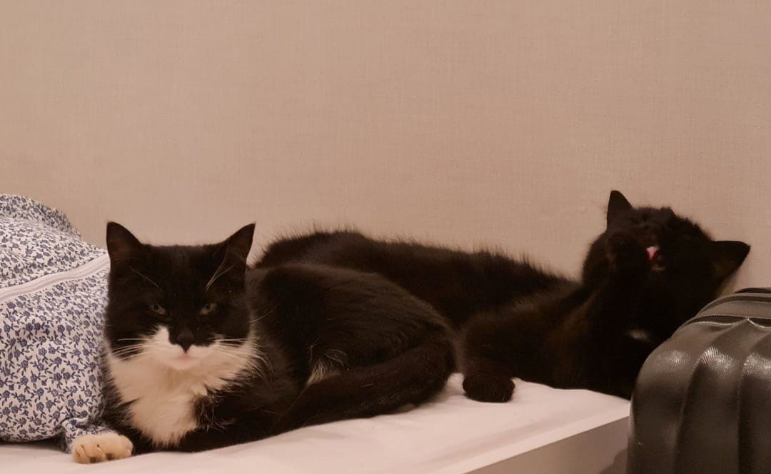 Becky and Klepa are looking for their home. St. Petersburg and Leningrad region - My, cat, Homeless animals, Kindness, Saint Petersburg, Leningrad region, In good hands, No rating, Longpost