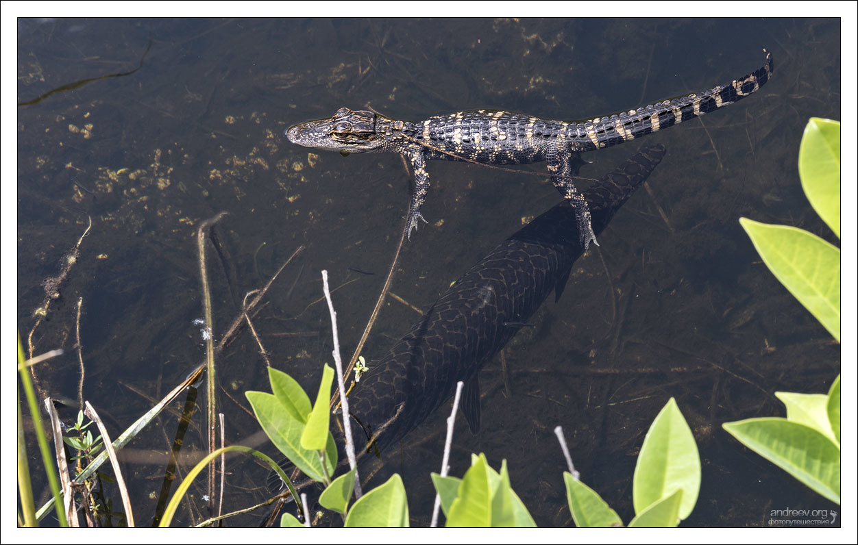 Gave birth - My, Alligator, Florida, USA, The photo, Reptilians