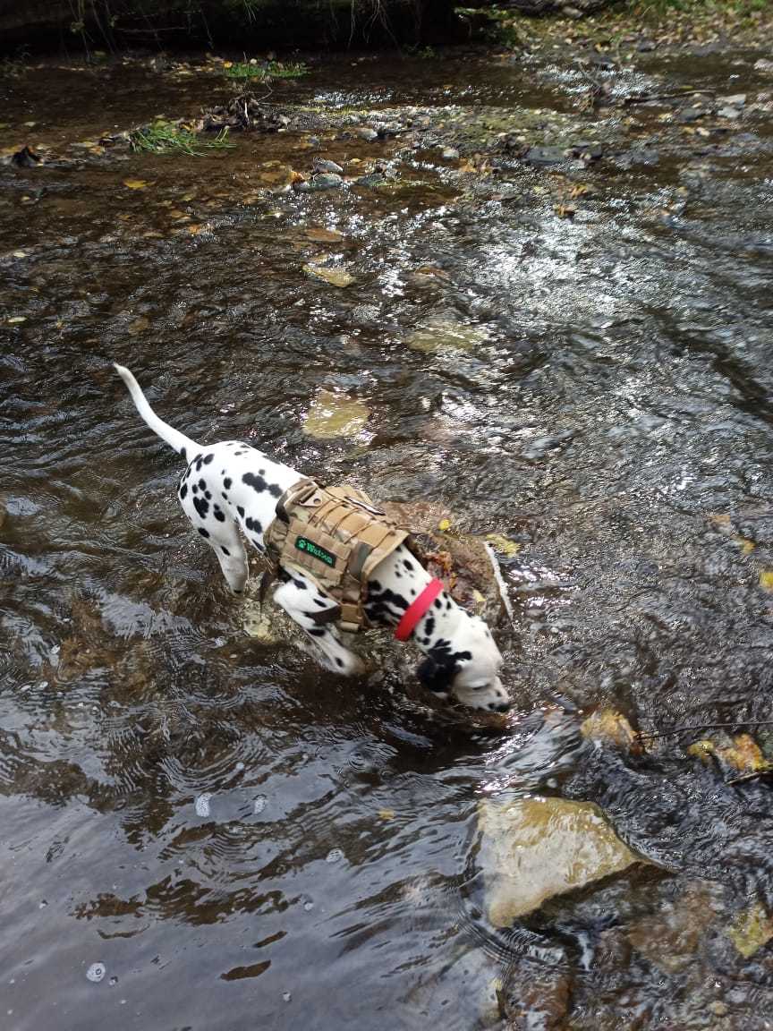 The story of a new friend - 2 - My, Dalmatian, Dog, Sport, Tourism, Animals, Travels, friendship, Longpost