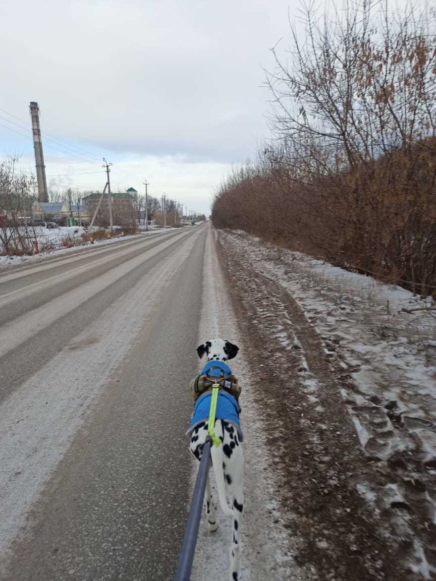 The story of a new friend - 2 - My, Dalmatian, Dog, Sport, Tourism, Animals, Travels, friendship, Longpost