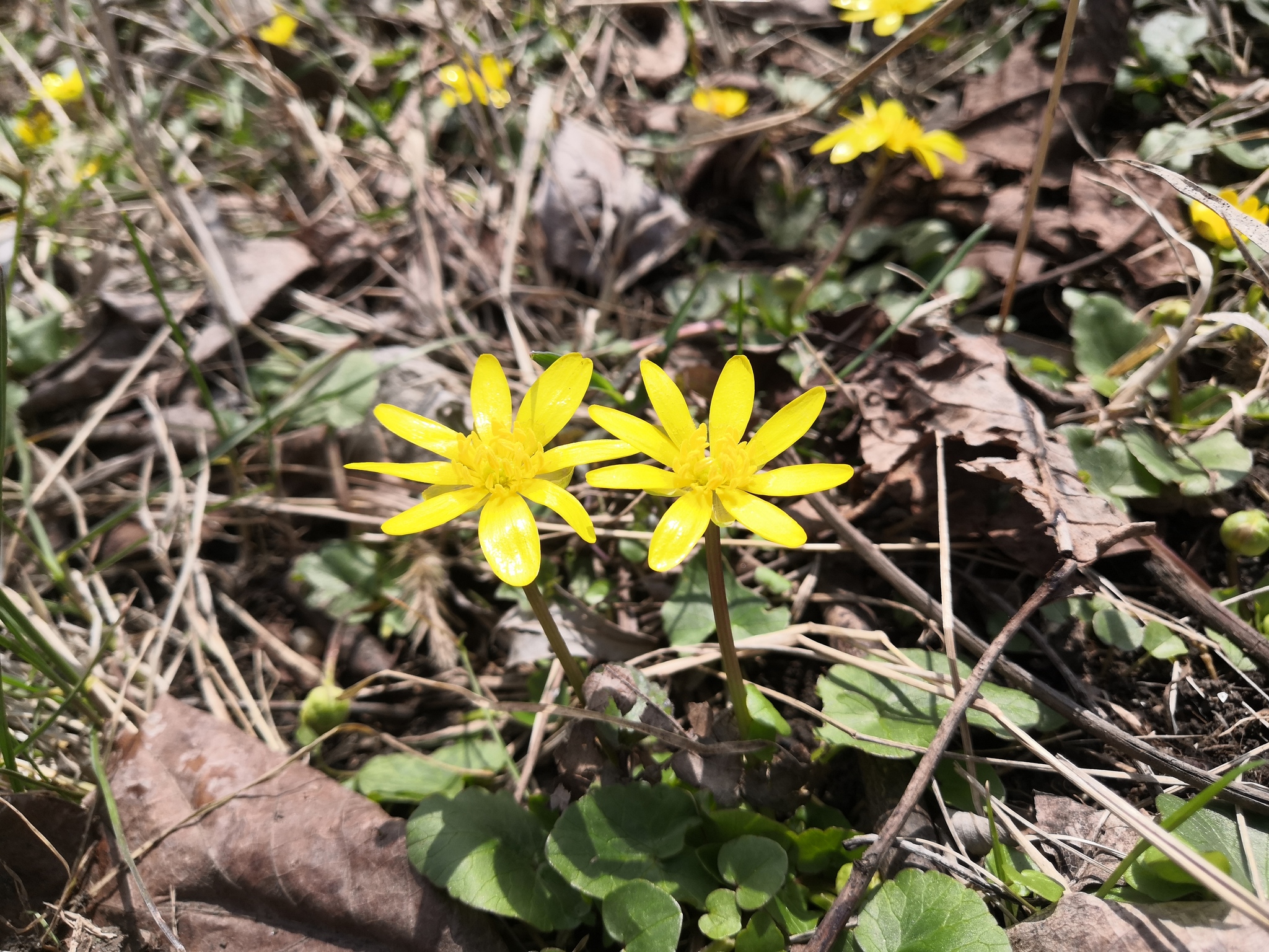 Spring hike in the mountains - My, Nature, Hike, River, beauty, The photo, Longpost