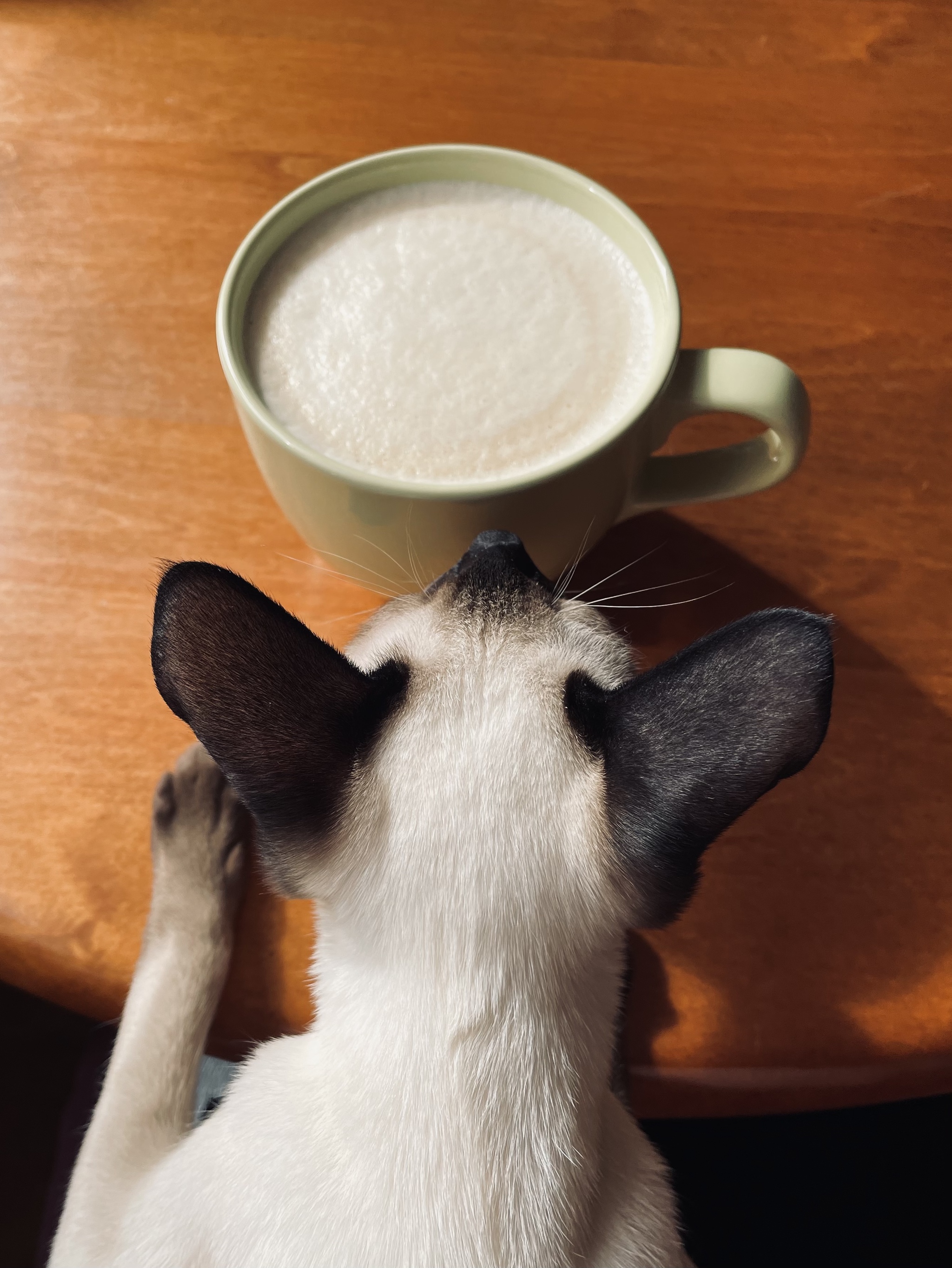 Morning coffee - My, Kittens, cat, Coffee, Milota