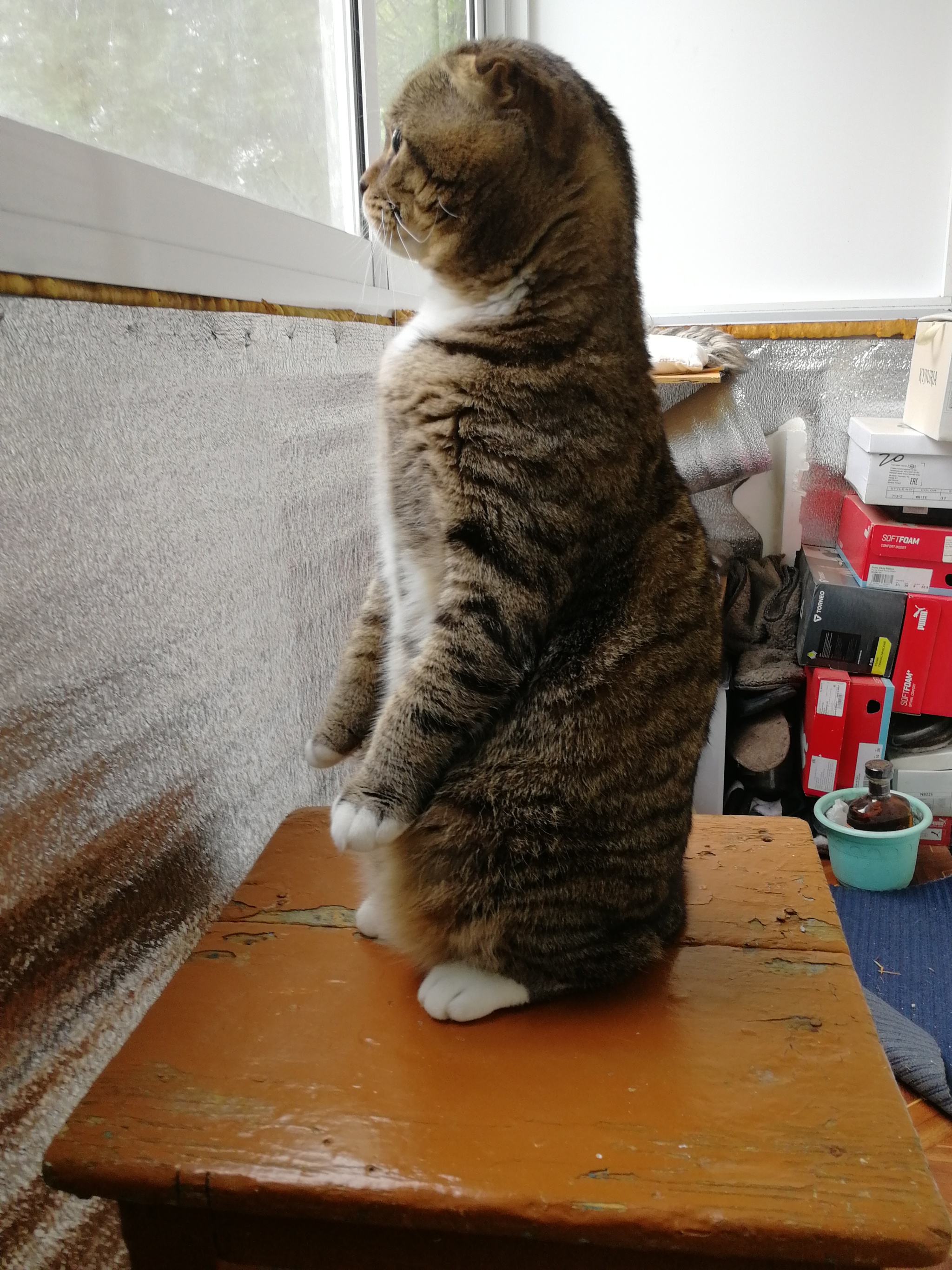 Meerkat - My, Scottish lop-eared, cat