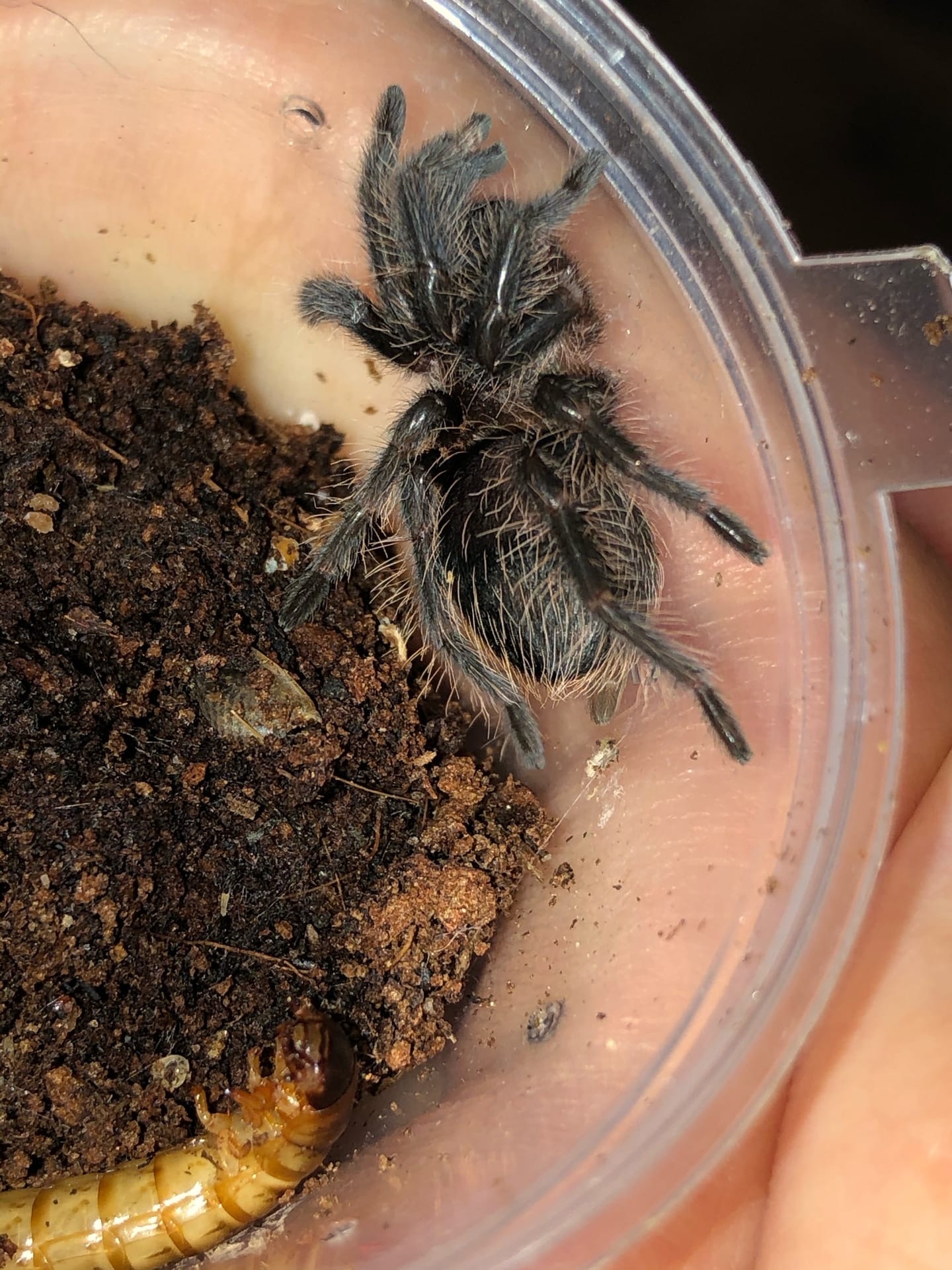 Advice for a beginner - My, Spider, Bird spiders, Longpost