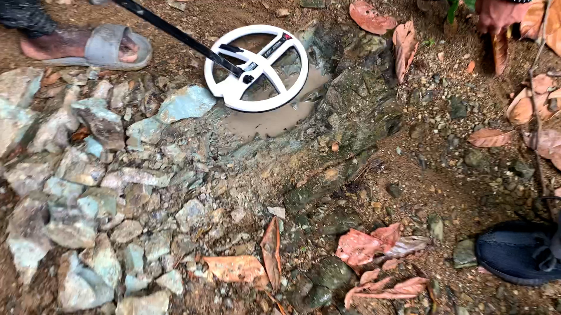 How we mine Gold nuggets in the wild jungles of the Dominican Republic! Gold right under your feet, part 2 - My, Gold, Gold mining, Dominican Republic, Treasure hunt, Metal detector, Video, Longpost