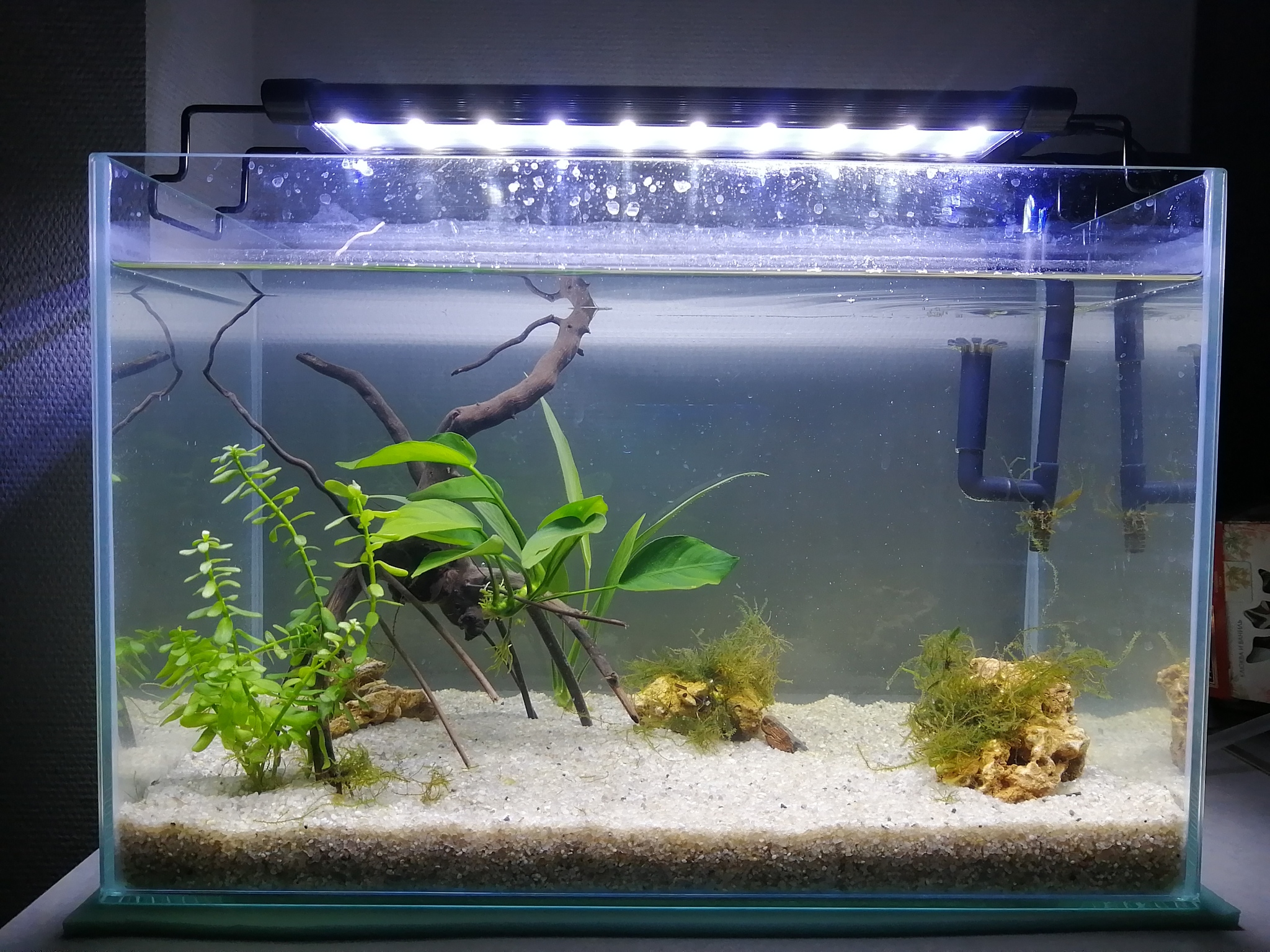 A dream come true! Aquarium - My, Longpost, Aquarium, Nanoaquarium, Aquarium, The first aquarium, Dreams Come True, Snail