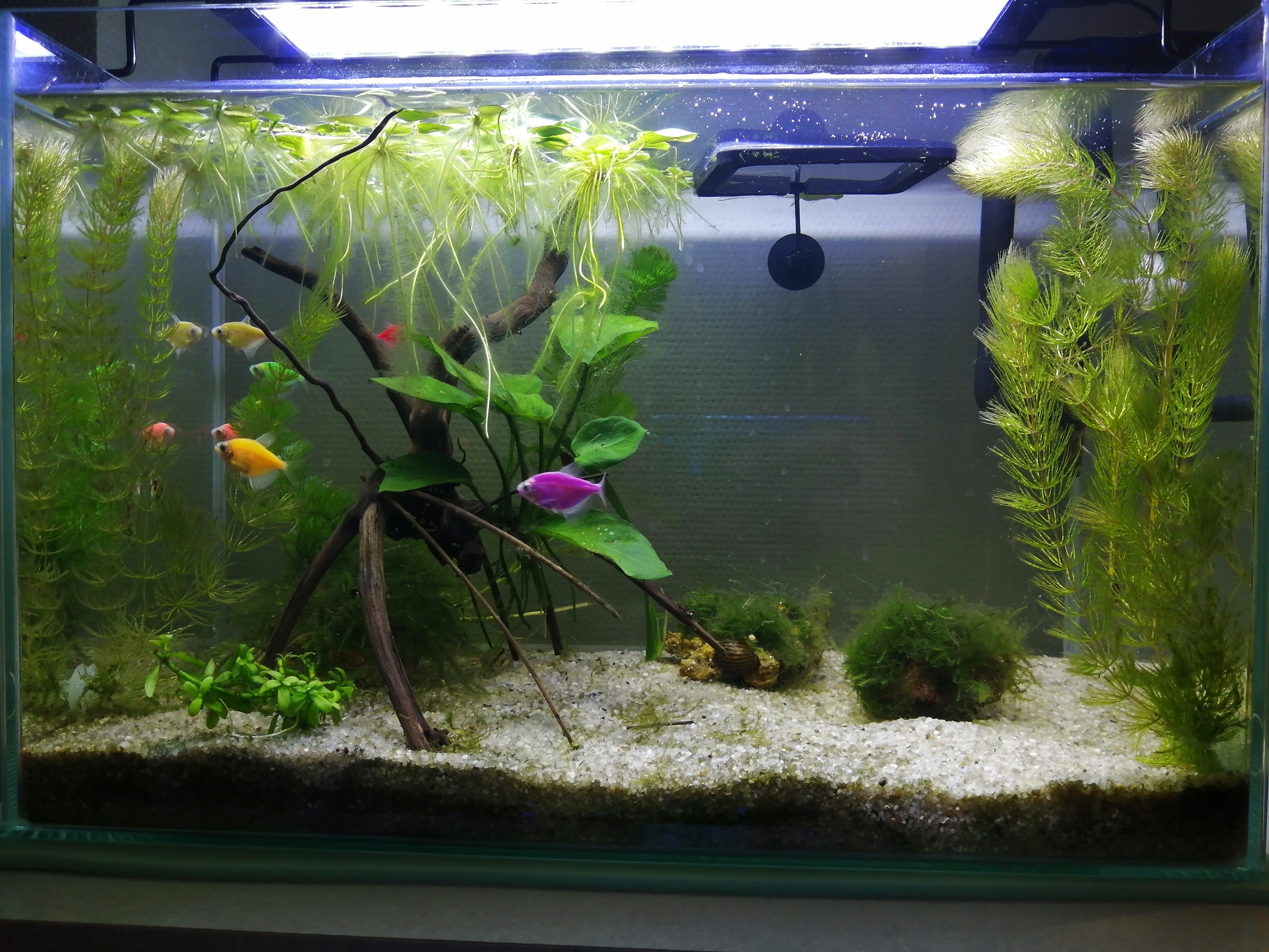 A dream come true! Aquarium - My, Longpost, Aquarium, Nanoaquarium, Aquarium, The first aquarium, Dreams Come True, Snail