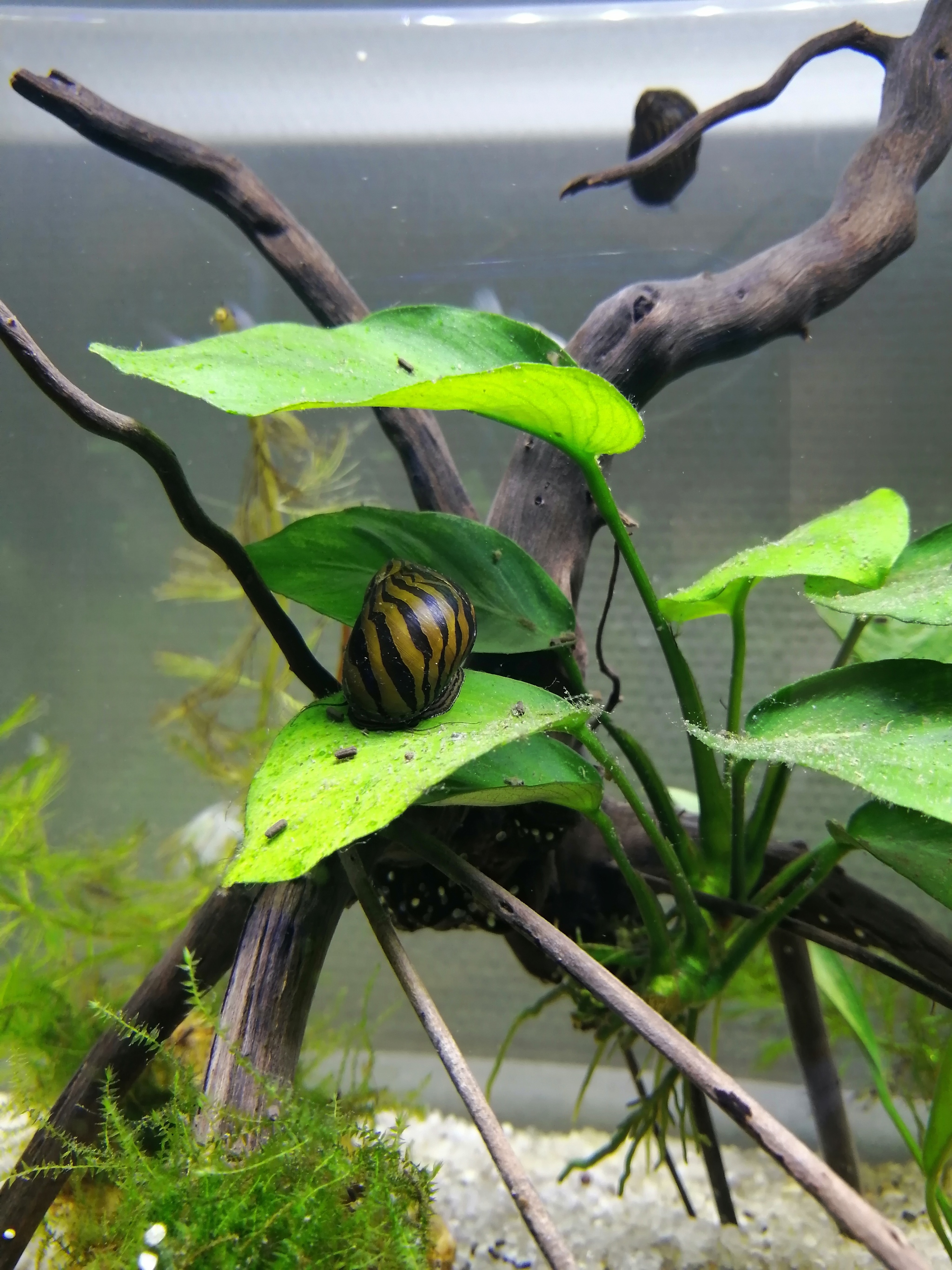 A dream come true! Aquarium - My, Longpost, Aquarium, Nanoaquarium, Aquarium, The first aquarium, Dreams Come True, Snail