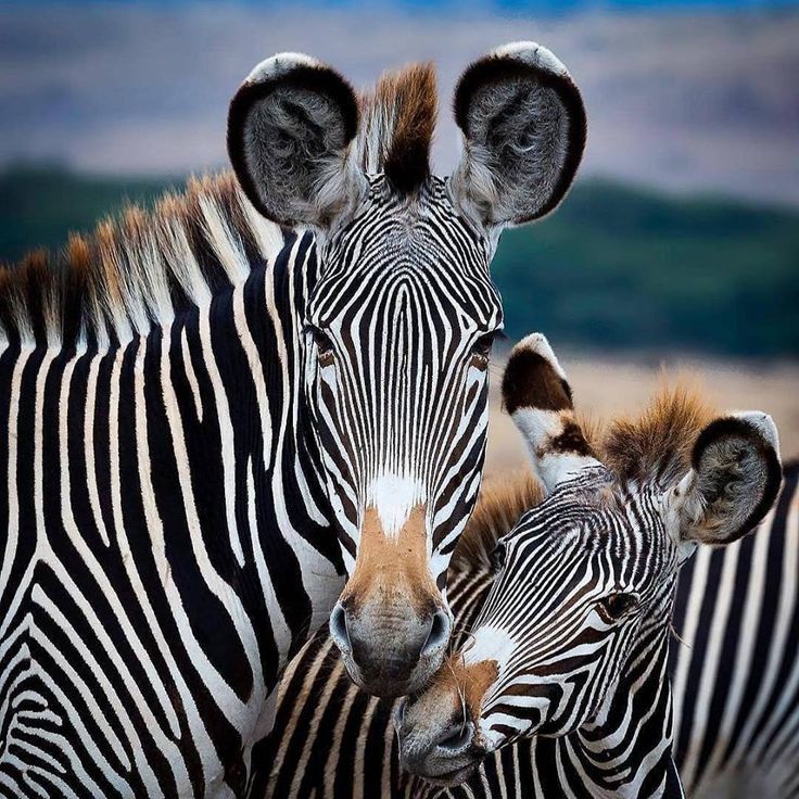 Zebras. They make your eyes dazzle - zebra, The photo, Nature, Animals