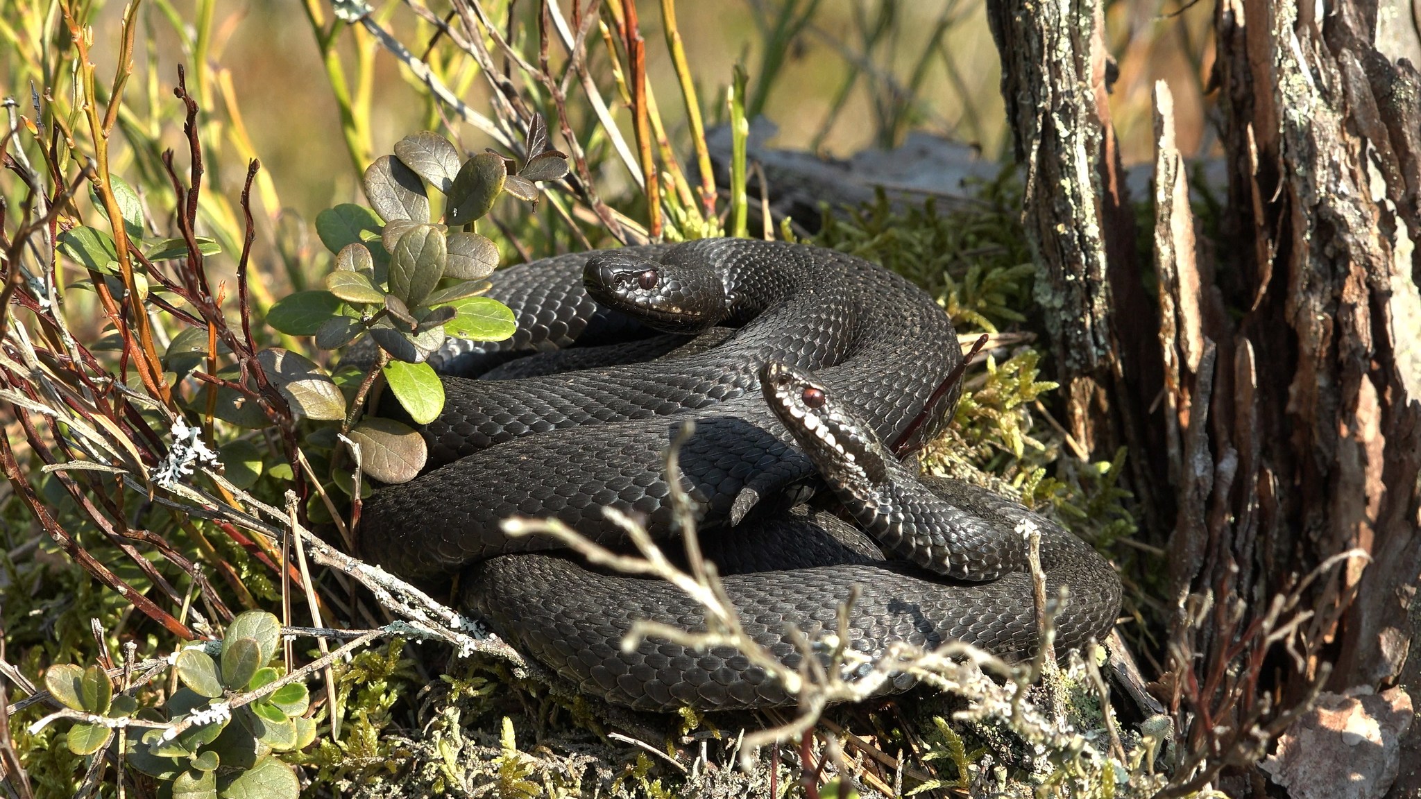 VIPERS AWAKENED IN THE LENINGRAD REGION - My, Vipers, Snake, Spring, Nature, The nature of Russia, wildlife, Each creature has a pair, Longpost