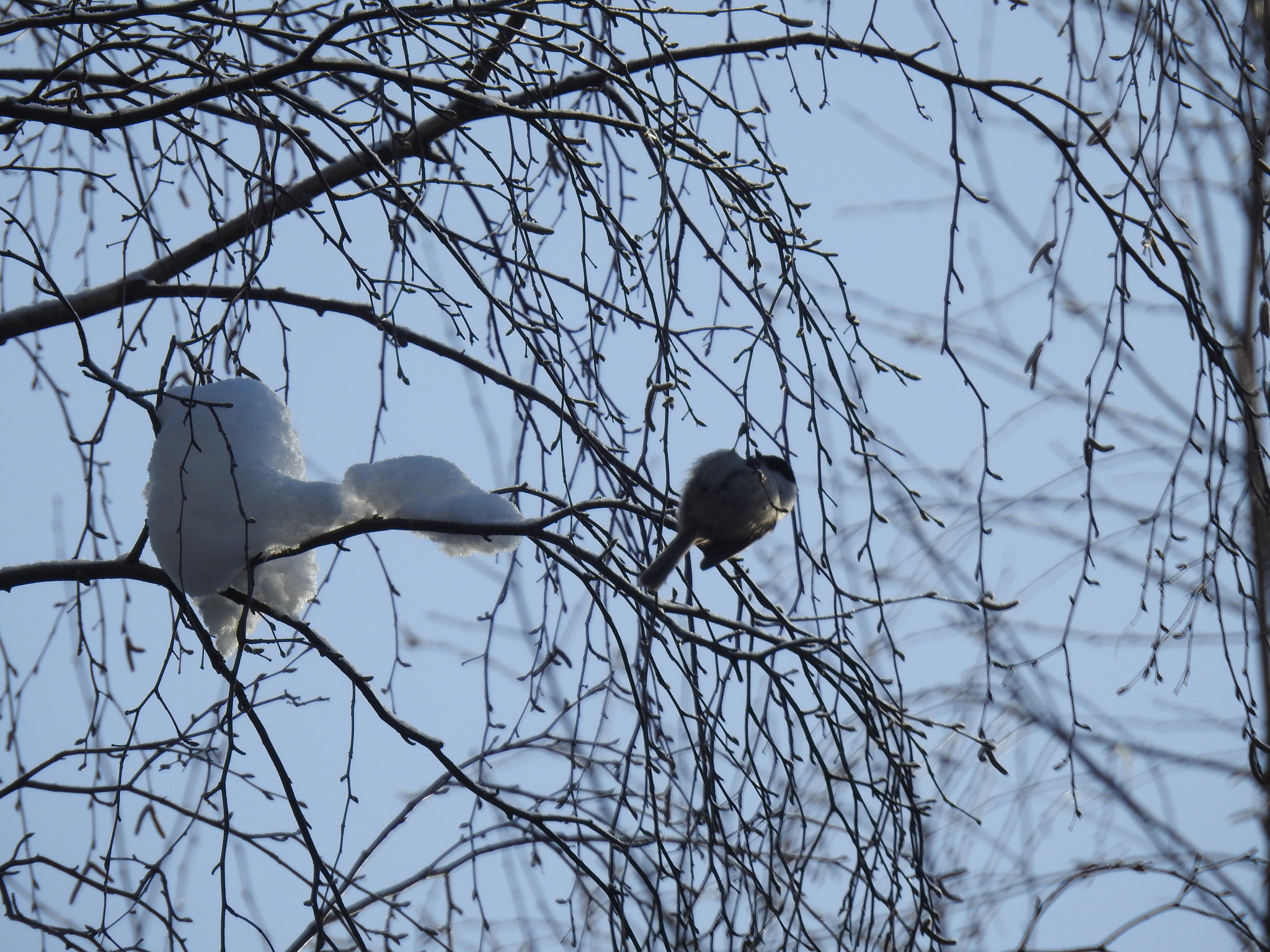 Photo mining from the north - My, Birds, Карелия, Winter, Longpost, Hawk owl, Crossbill, Woodpeckers, Nuthatch, Ornithology, The photo