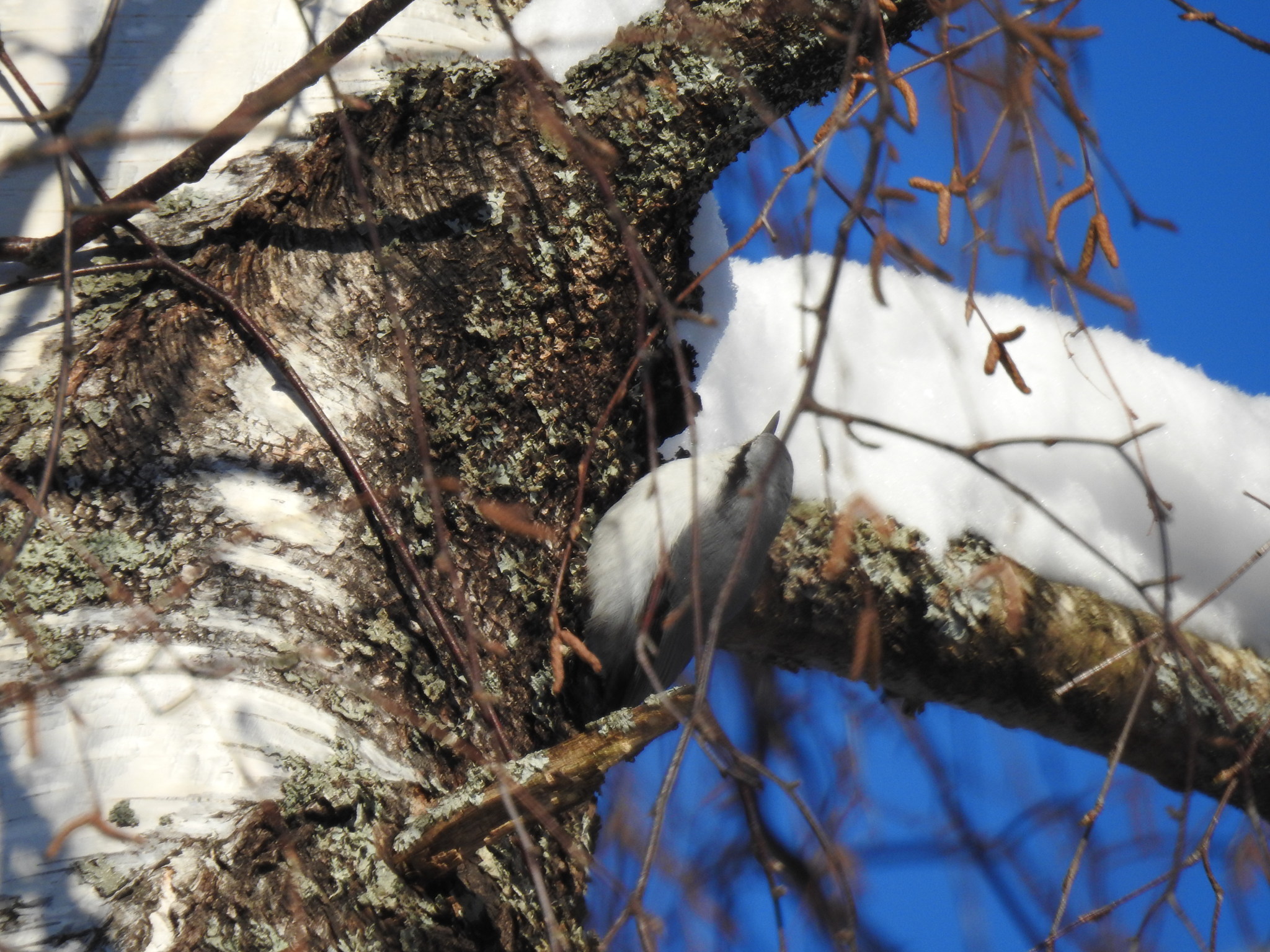 Photo mining from the north - My, Birds, Карелия, Winter, Longpost, Hawk owl, Crossbill, Woodpeckers, Nuthatch, Ornithology, The photo