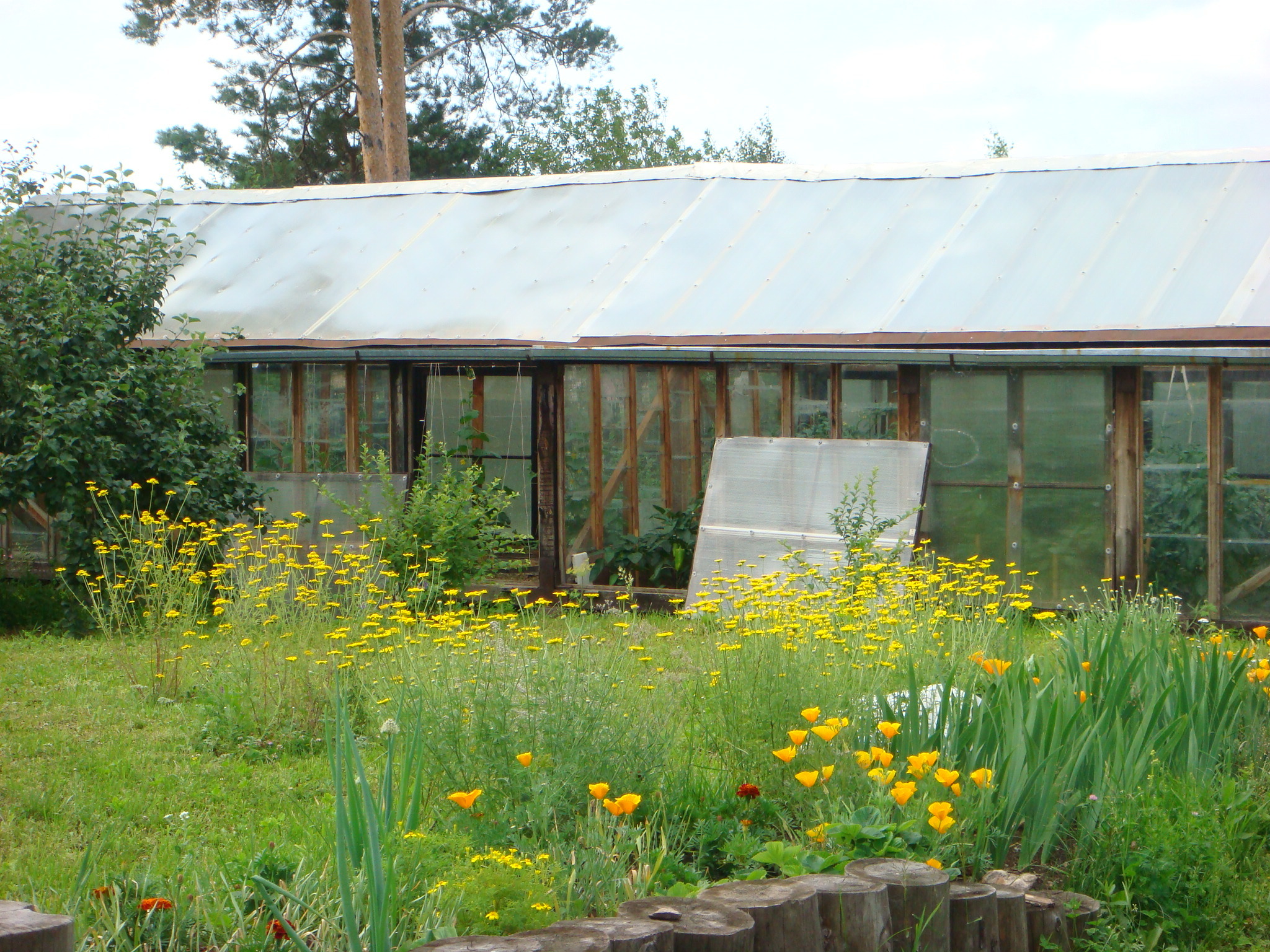 Garden aesthetics, part 3. Greenhouse - My, Ural, Dacha, Garden, Greenhouse, Longpost