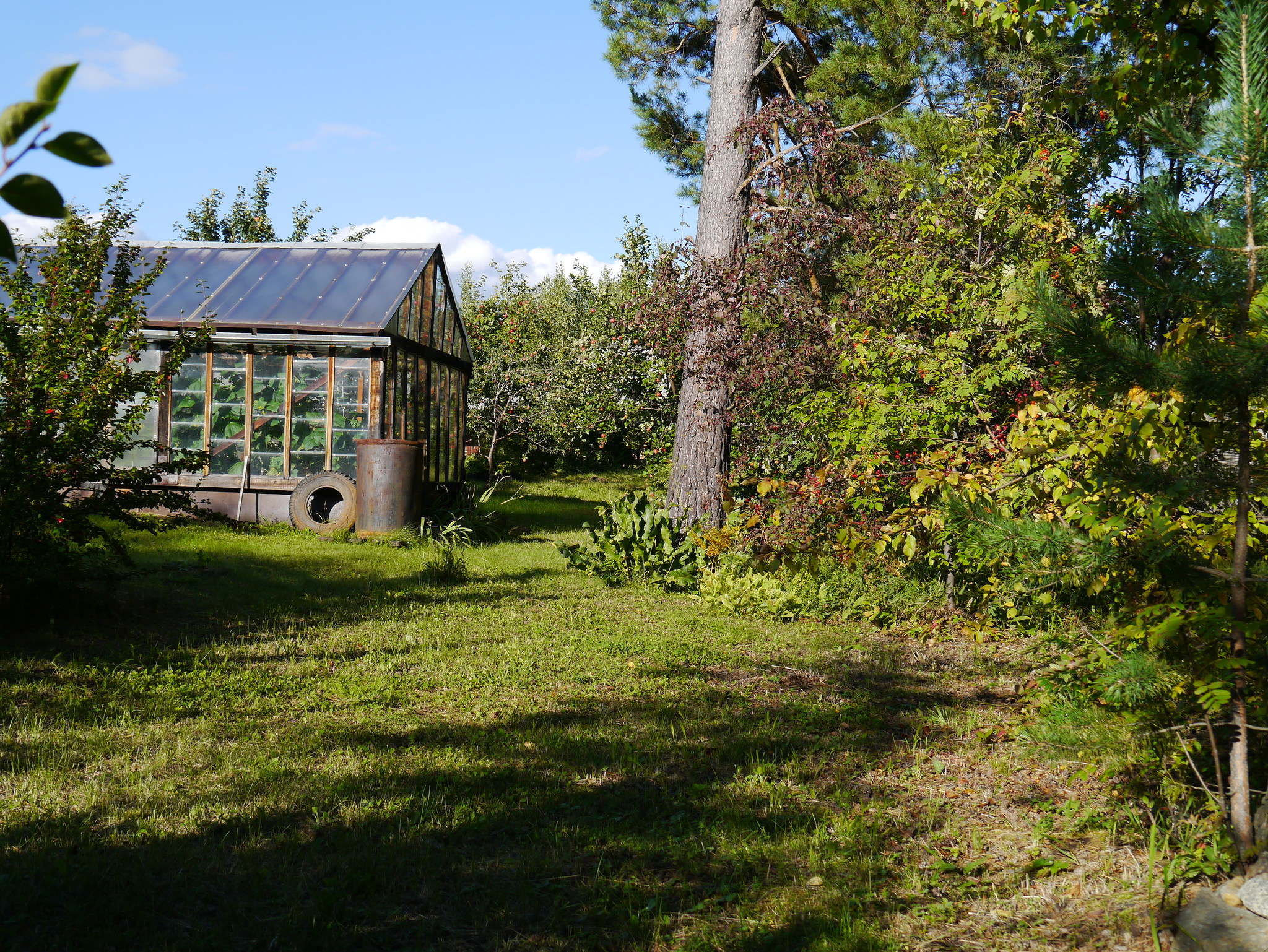 Garden aesthetics, part 3. Greenhouse - My, Ural, Dacha, Garden, Greenhouse, Longpost