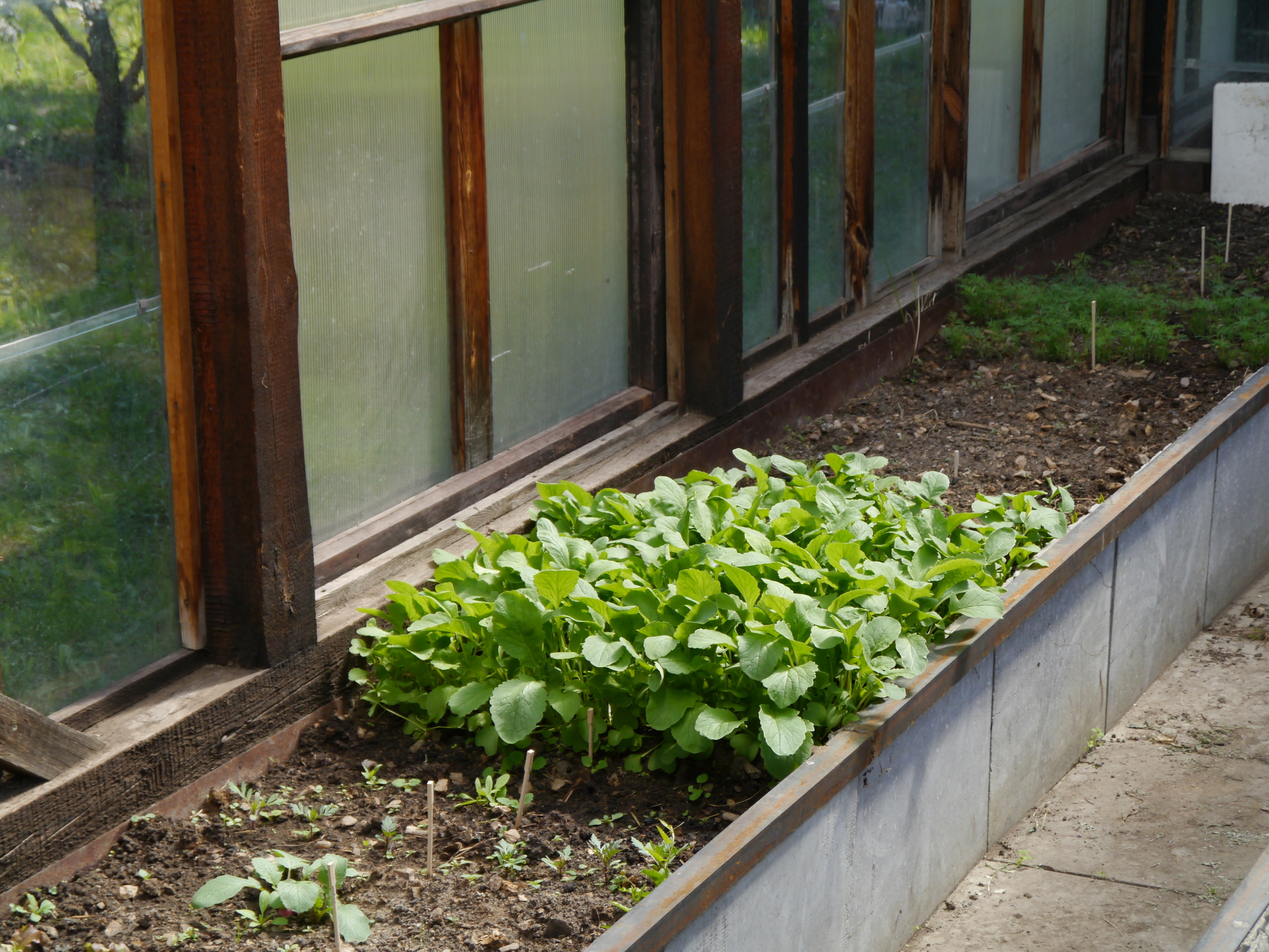 Garden aesthetics, part 3. Greenhouse - My, Ural, Dacha, Garden, Greenhouse, Longpost